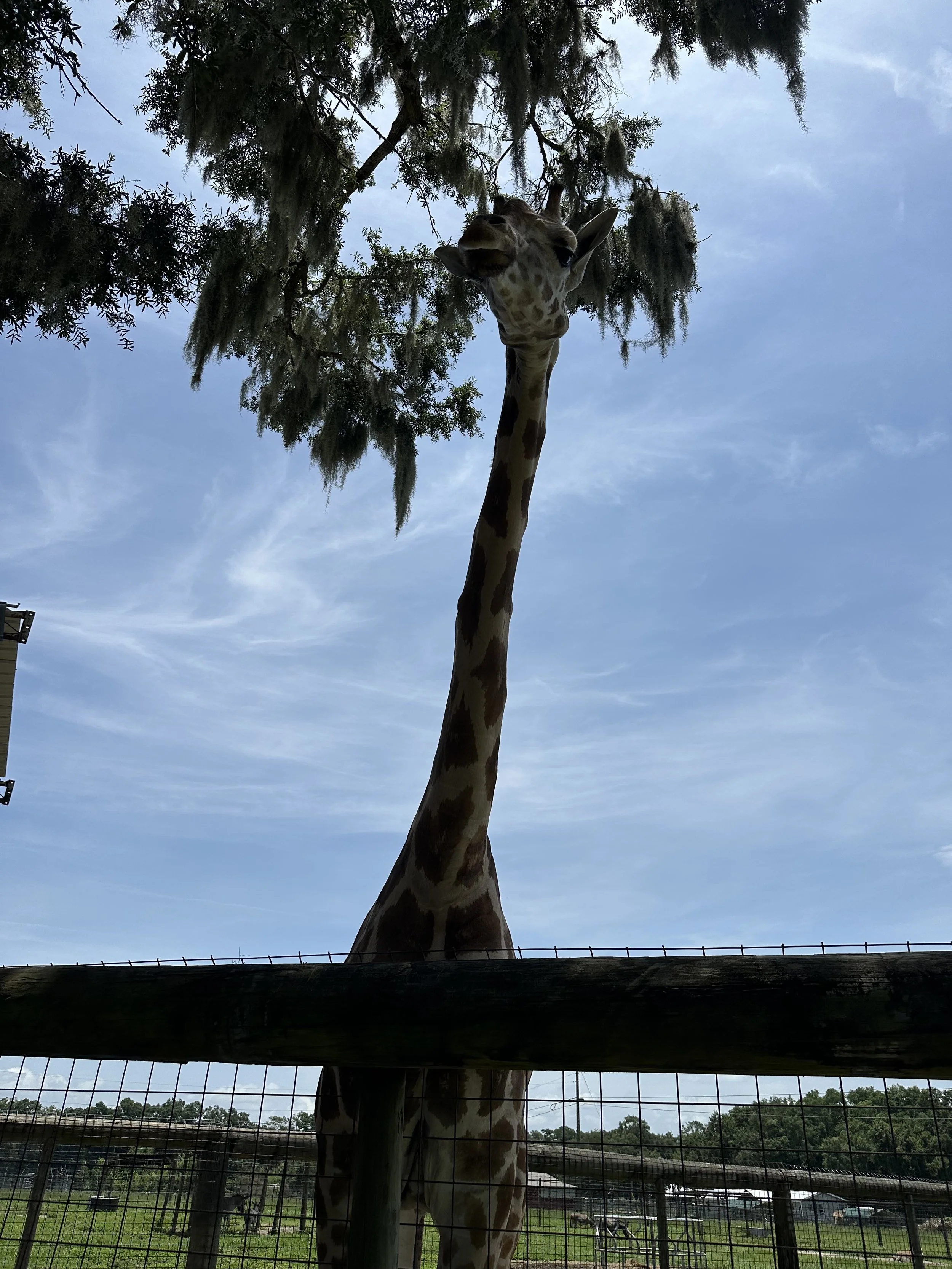 A giraffe standing behind a fence, looking down, with its head and neck extended above the trees against a blue sky.