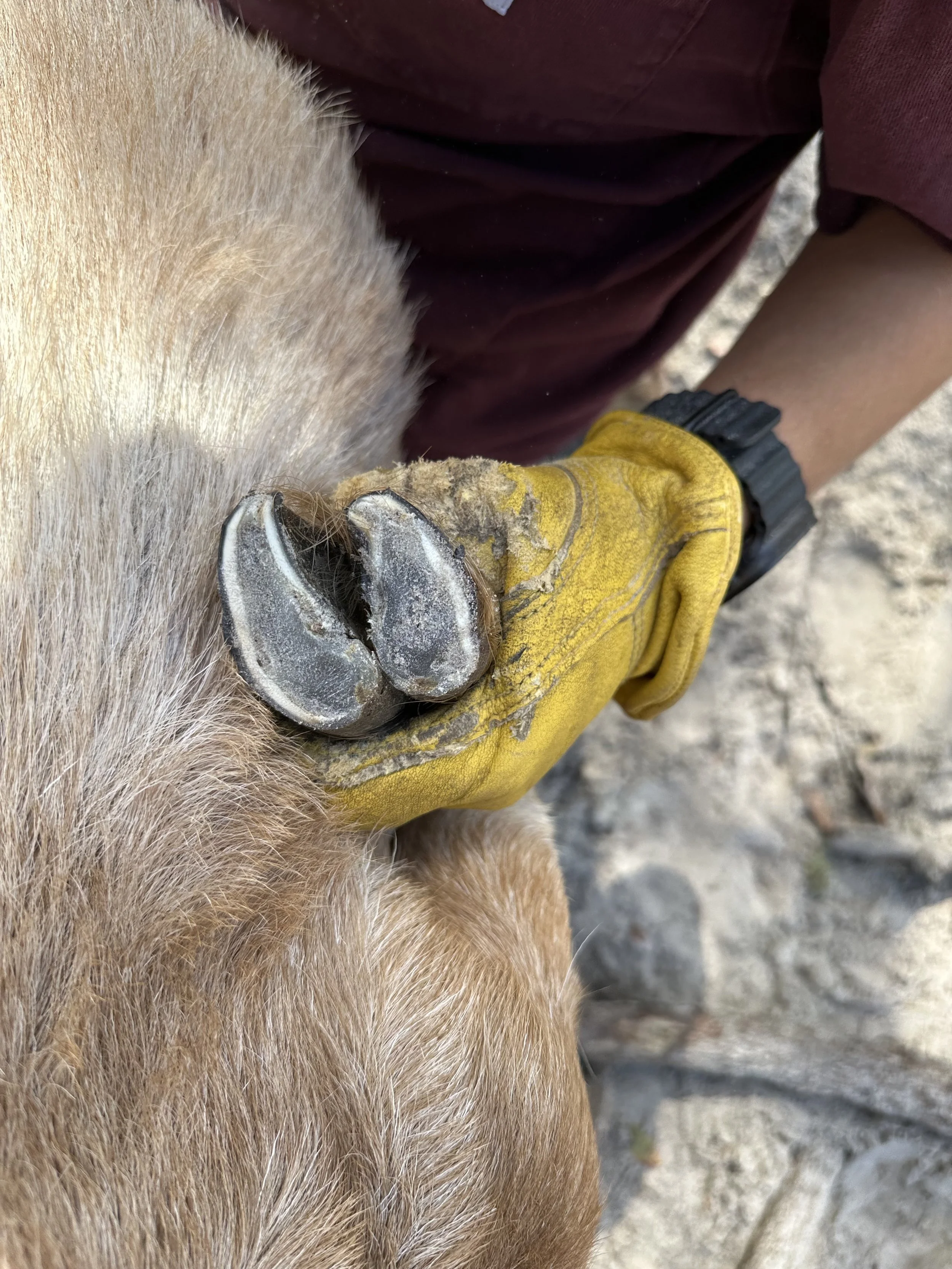 goat hoof after trim by Happy Herd Services