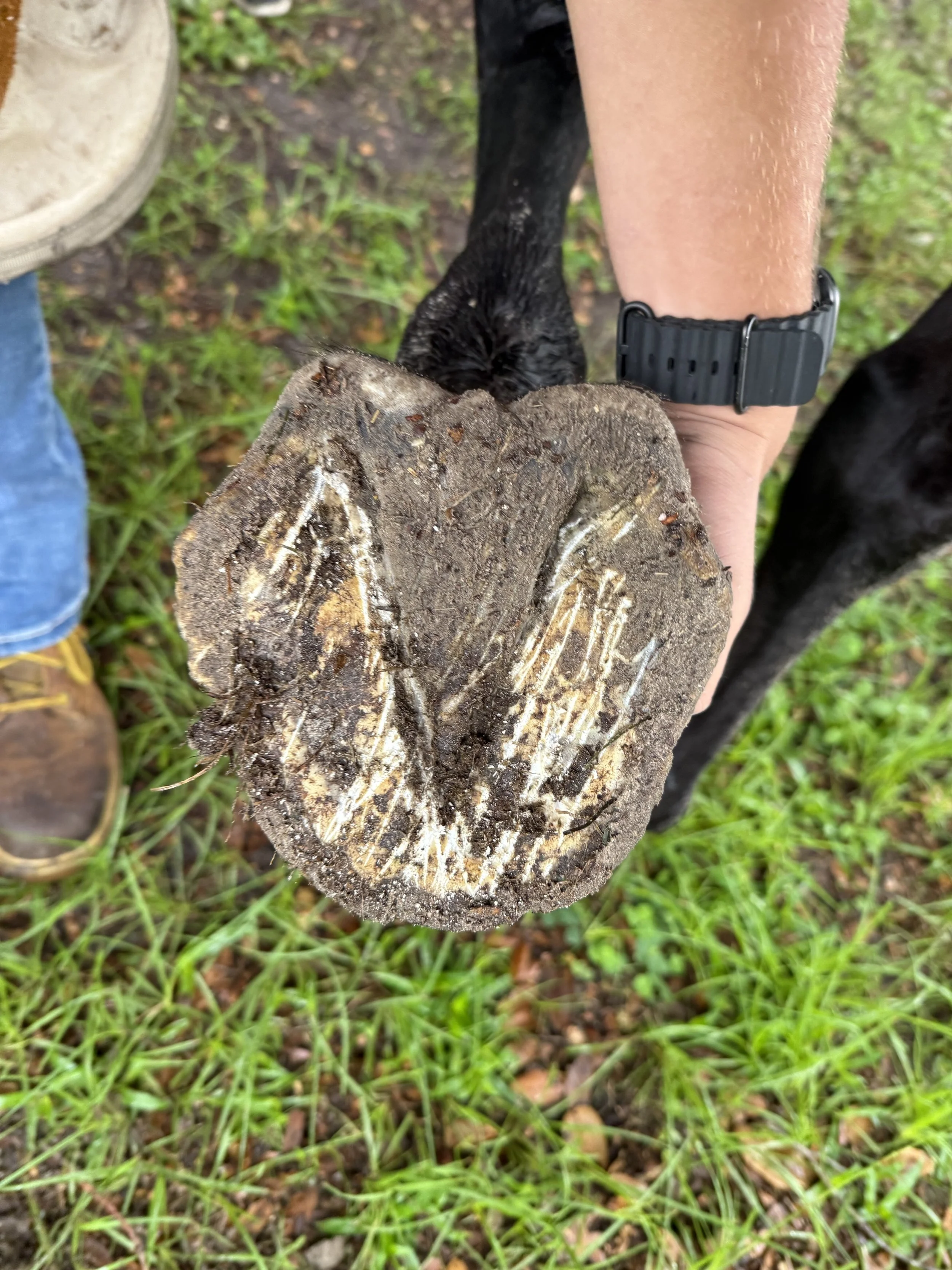 Horse hoof before trim, over due, and deformed