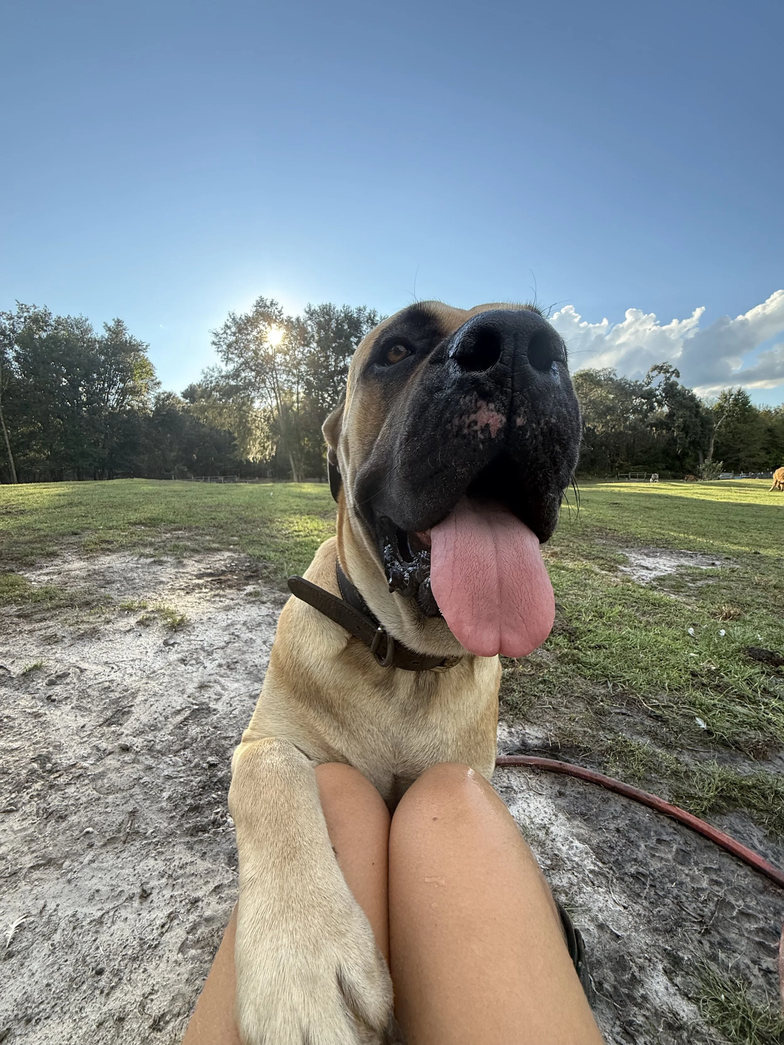 Close-up of a playful dog with its tongue out, sitting on a person's lap outdoors during daytime, with a grassy field, trees, and a blue sky with clouds in the background.
