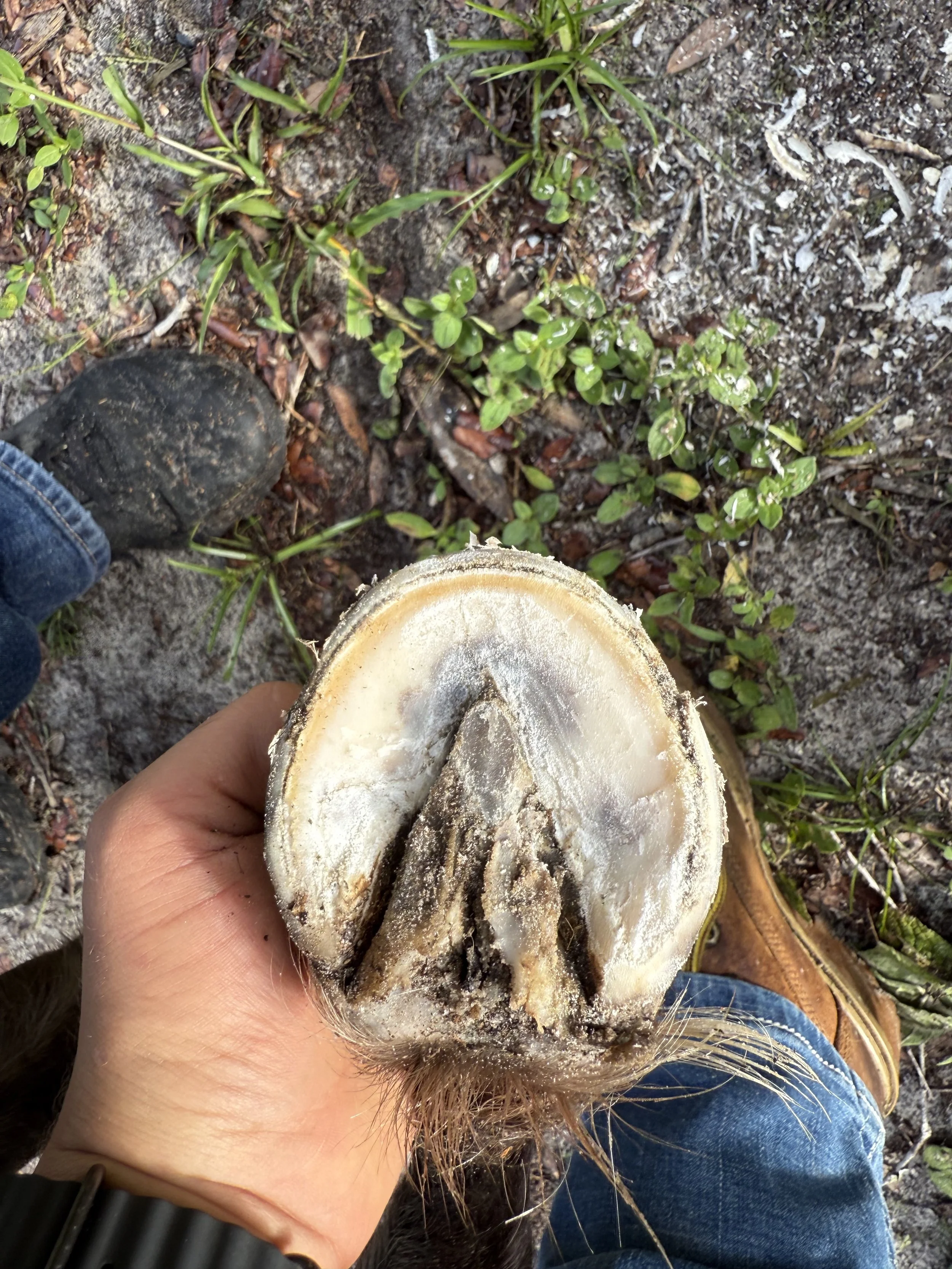 Close-up of a person holding a pony's hoof after trimming , dirt on their hand. The ground has small green plants and soil, and the person is wearing jeans and brown shoes.
