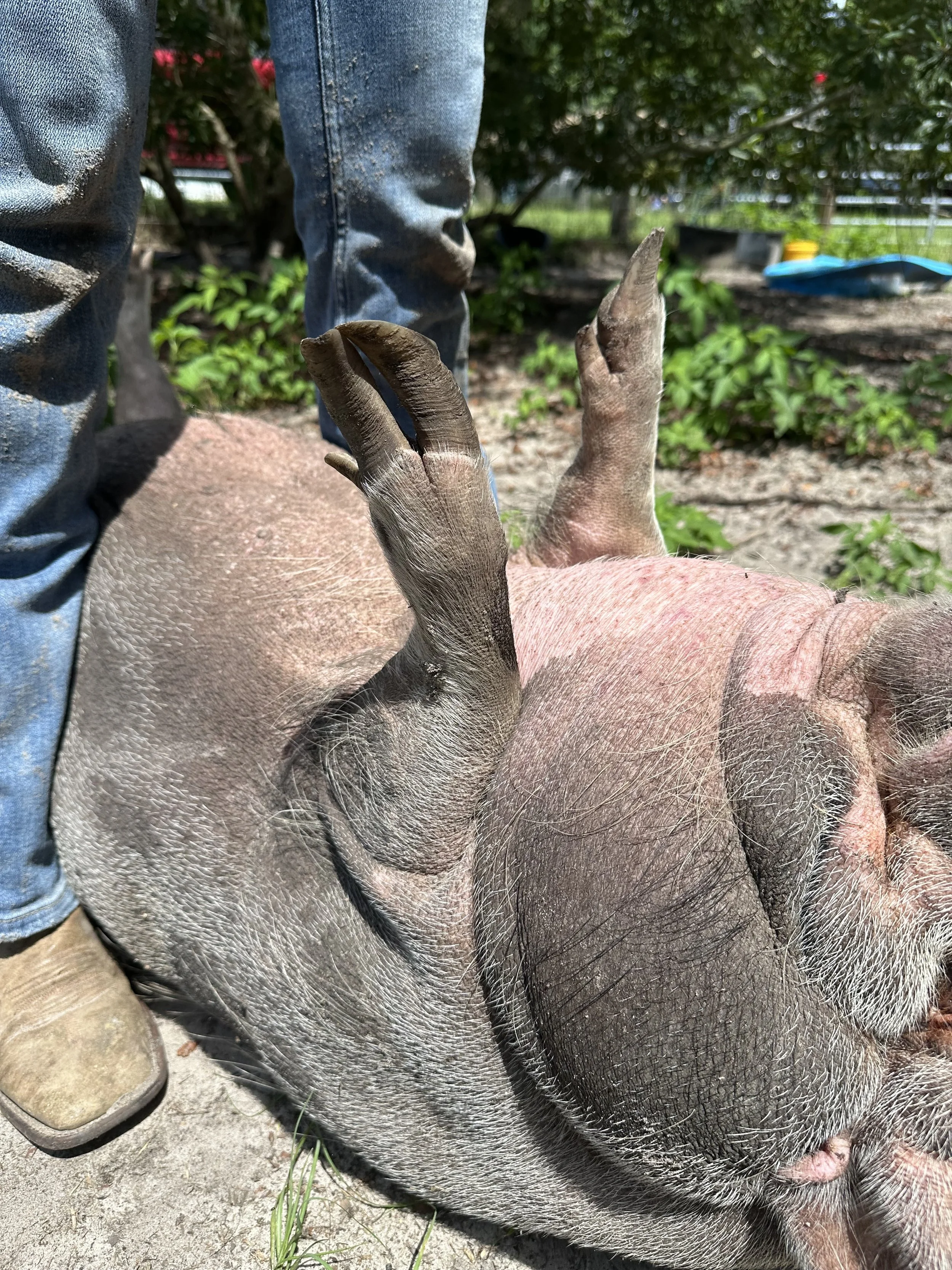 Pig getting a hoof trim by Happy Herd Services after years of neglect