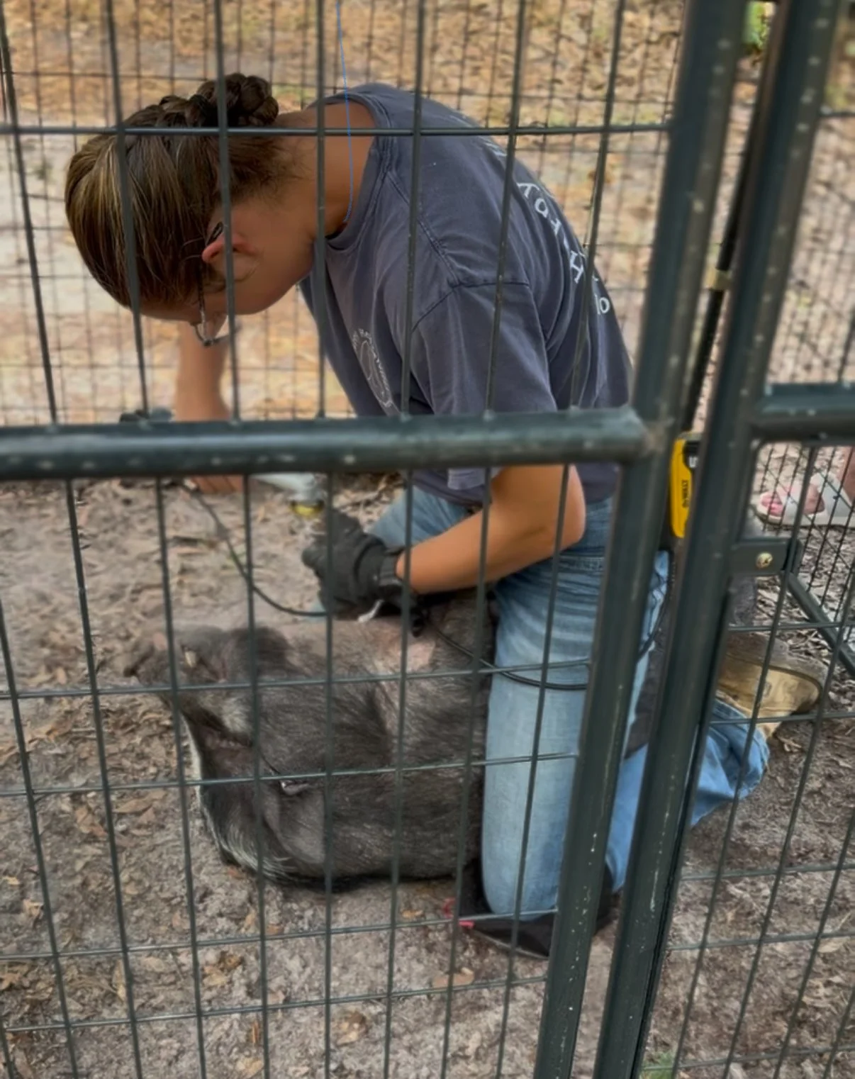 A person wearing glasses and gloves kneeling in a cage, attending to a small animal.