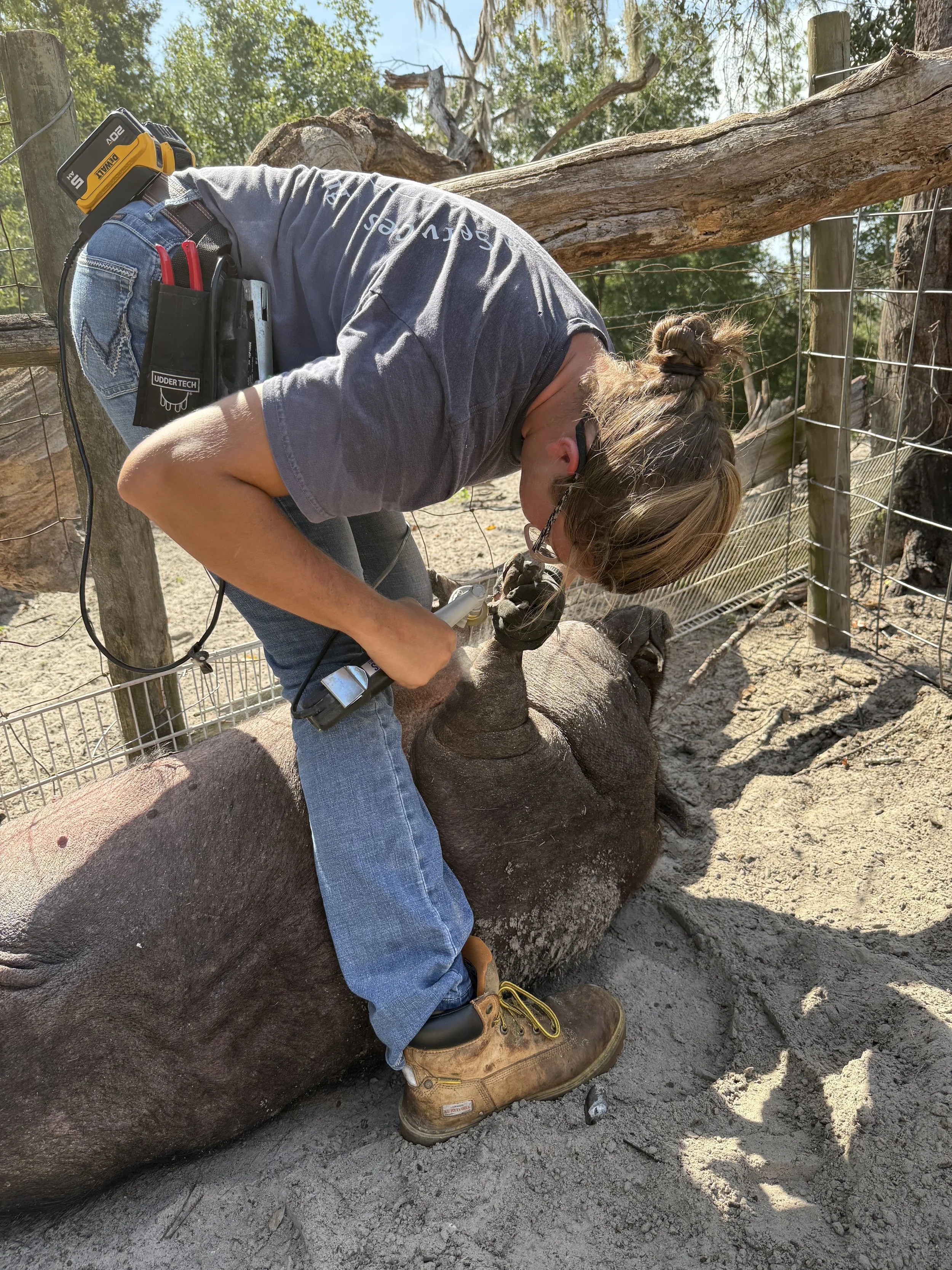 A person wearing a gray shirt, jeans, and work boots is tending to a mini pig lying on the ground. The person has tools and equipment attached to their belt and is working on the animal outside in a fenced area with trees and wooden logs.