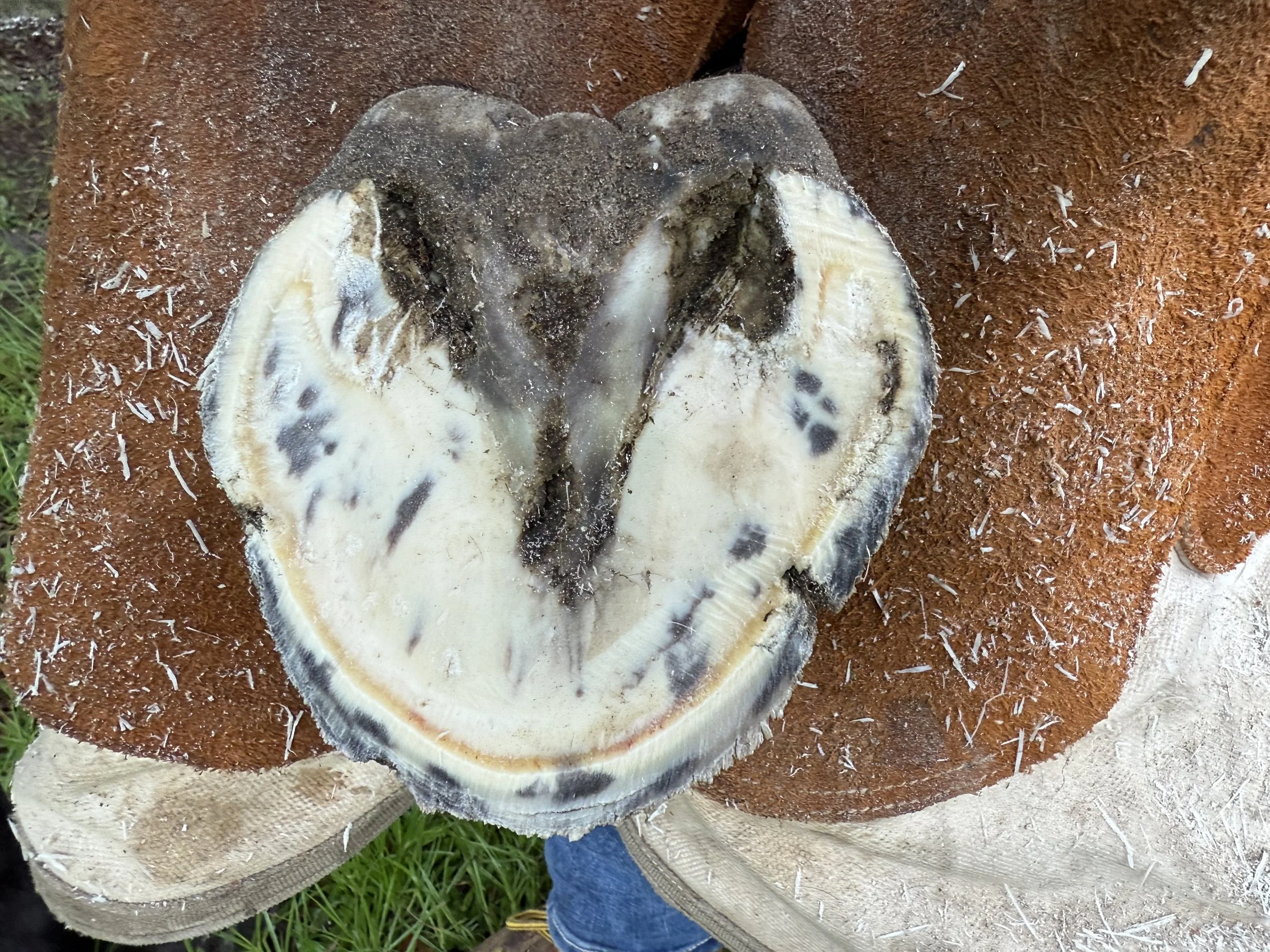 horse hoof after trim