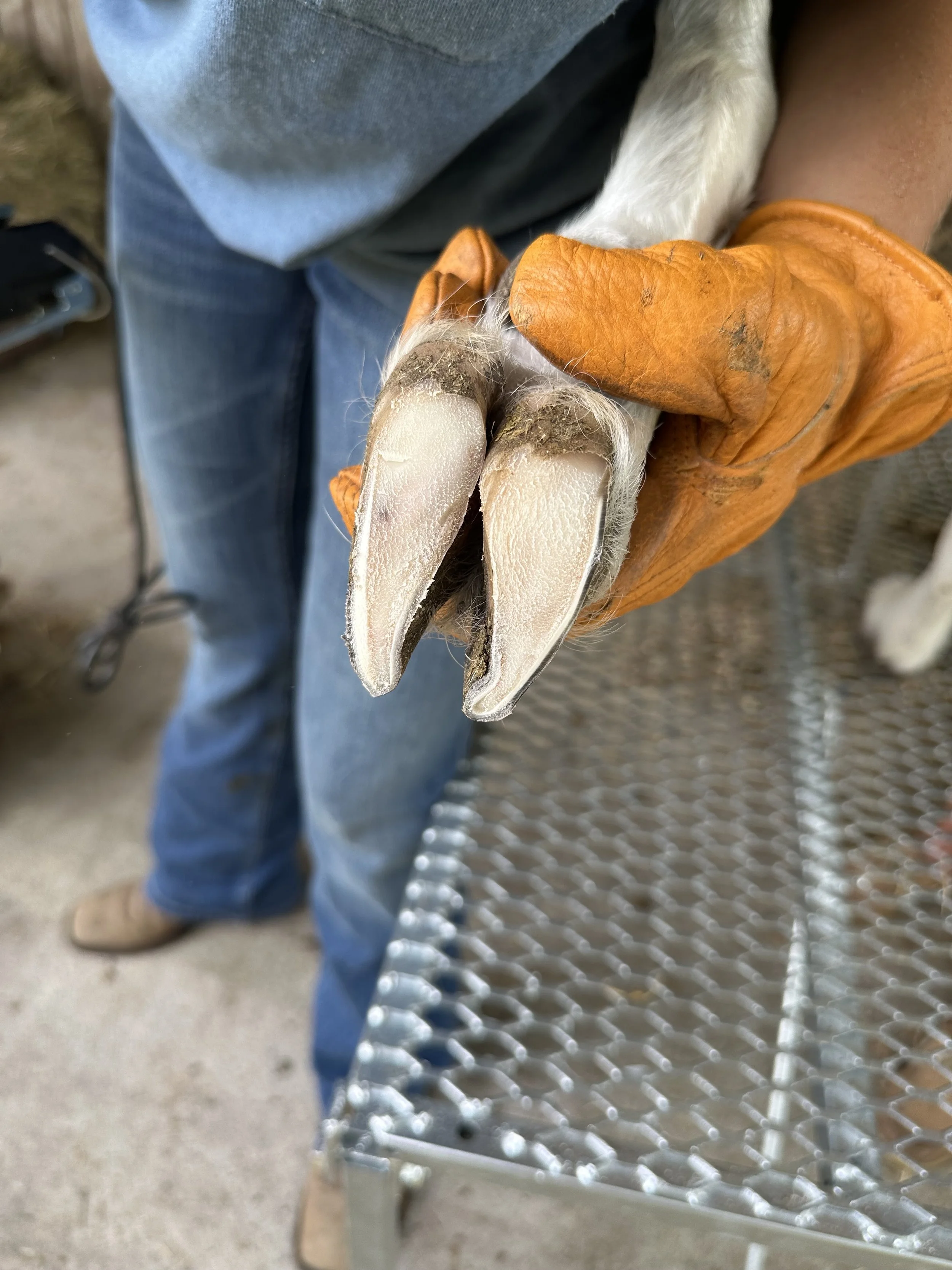 Happy Herd Services, after corrective trimming