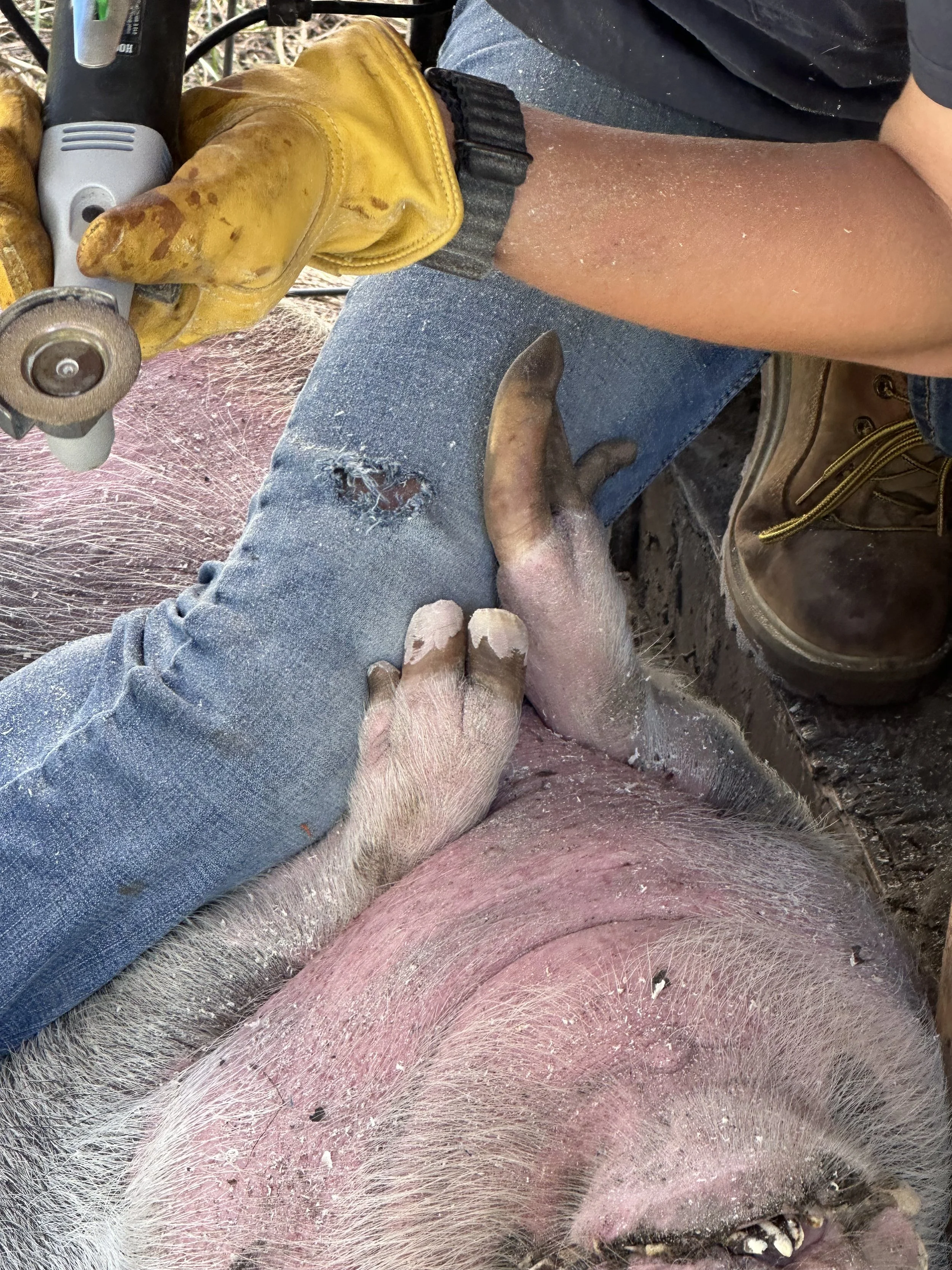 Pig hoof after trim by happy herd services