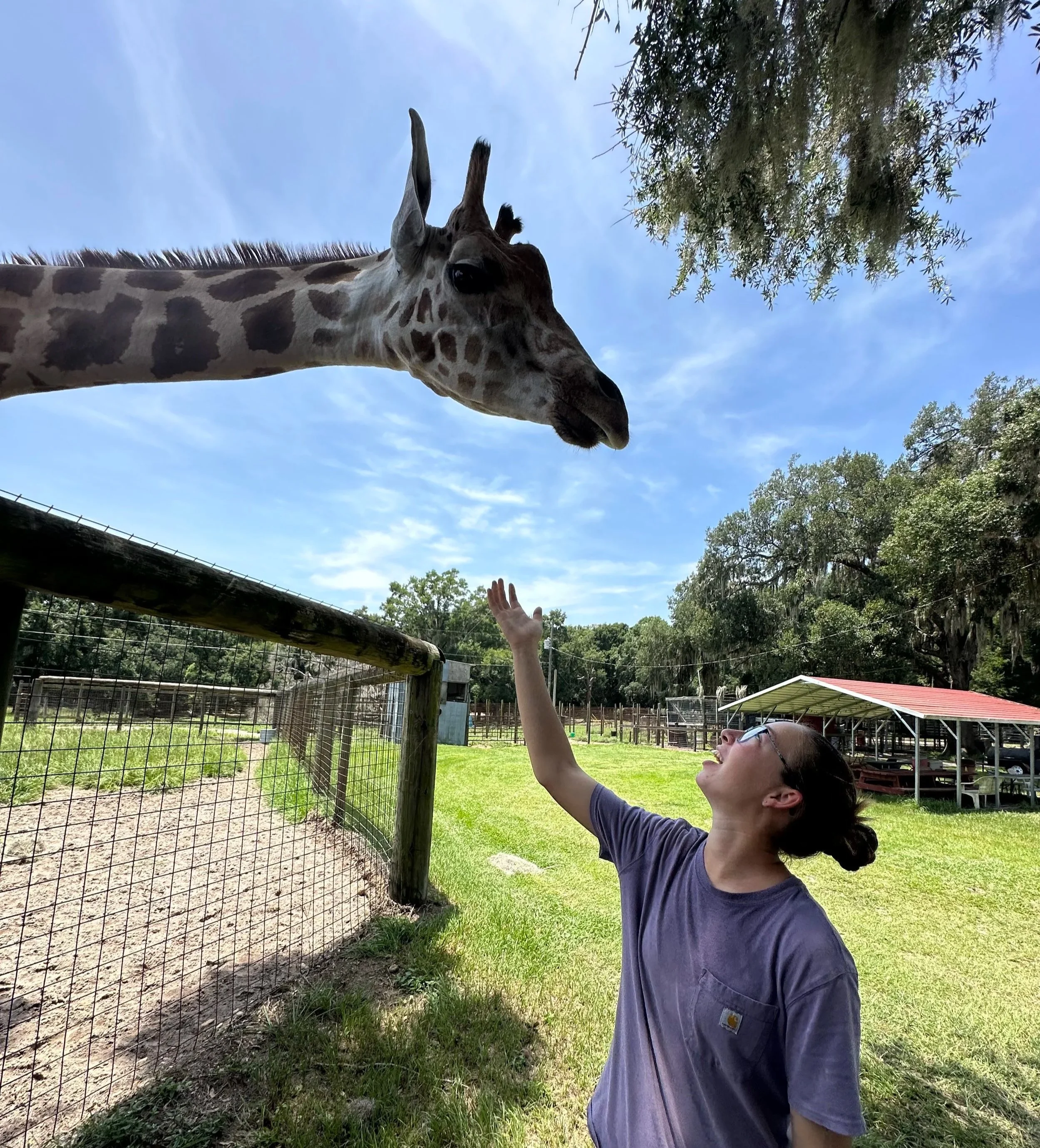Szofia from Happy Herd Farm Services LLC with a clients giraffe