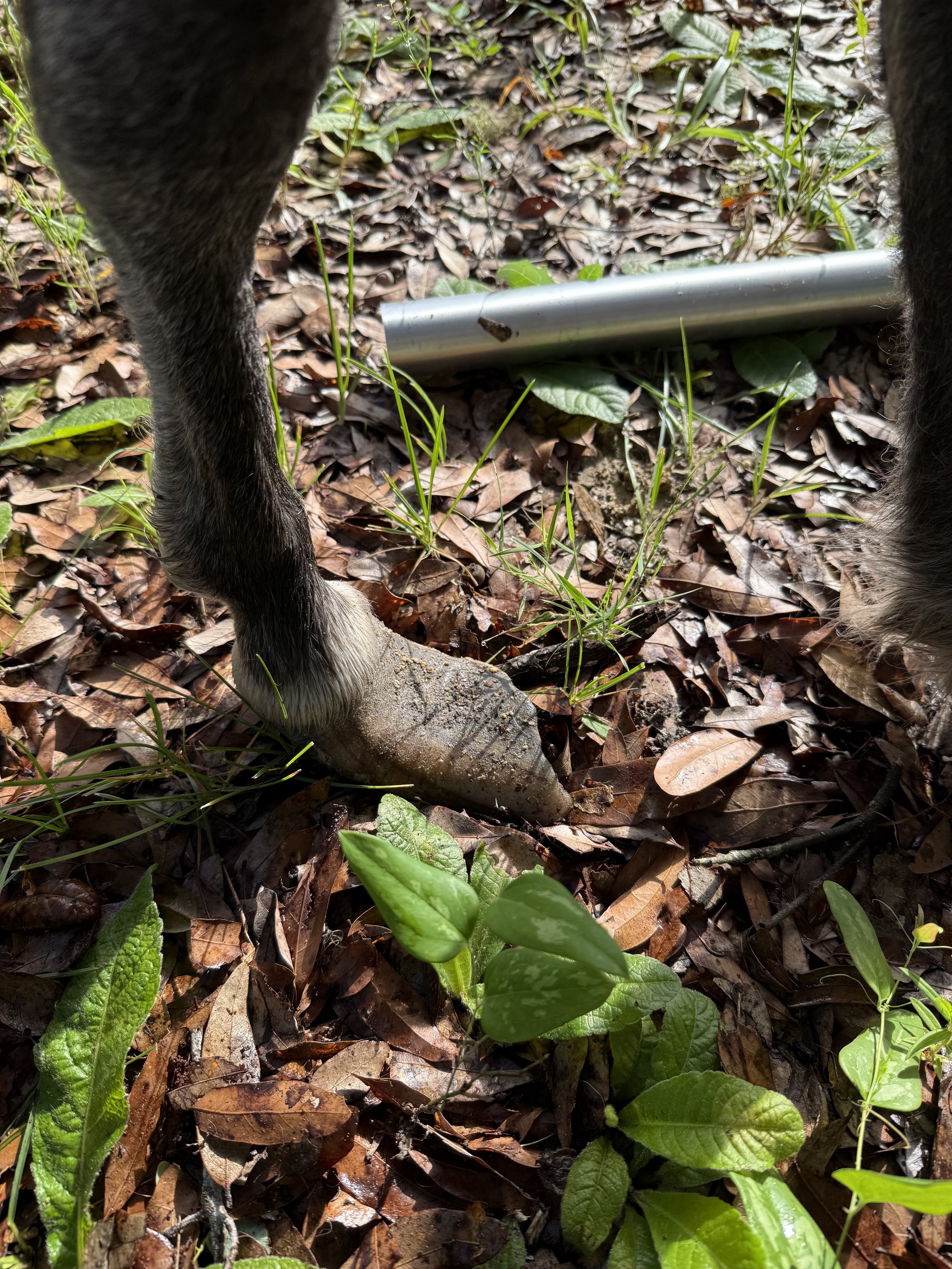 Close-up view of foundered pony's overgrown hoof, with leaves and grass on ground