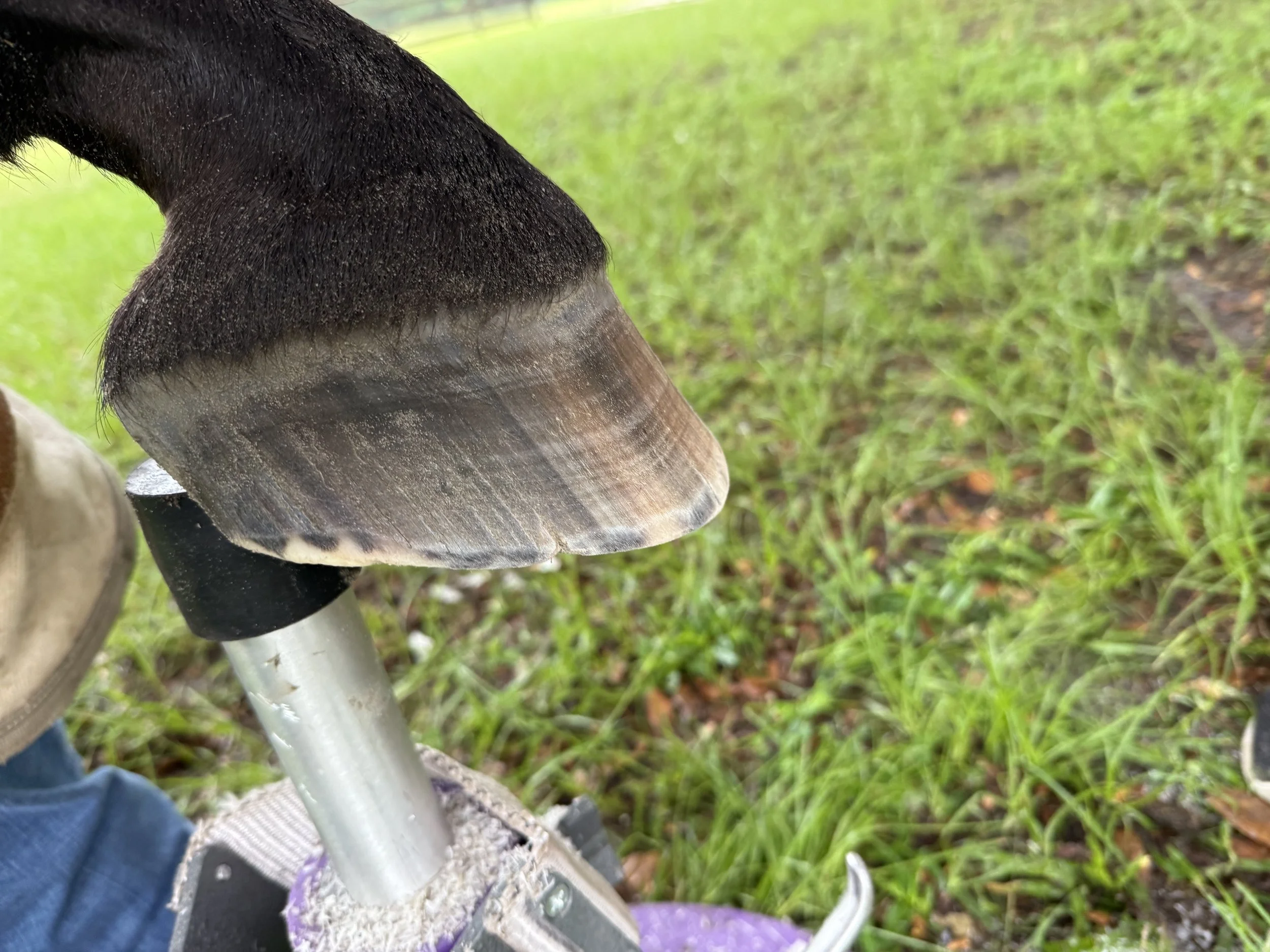 horse hoof side-view after trim