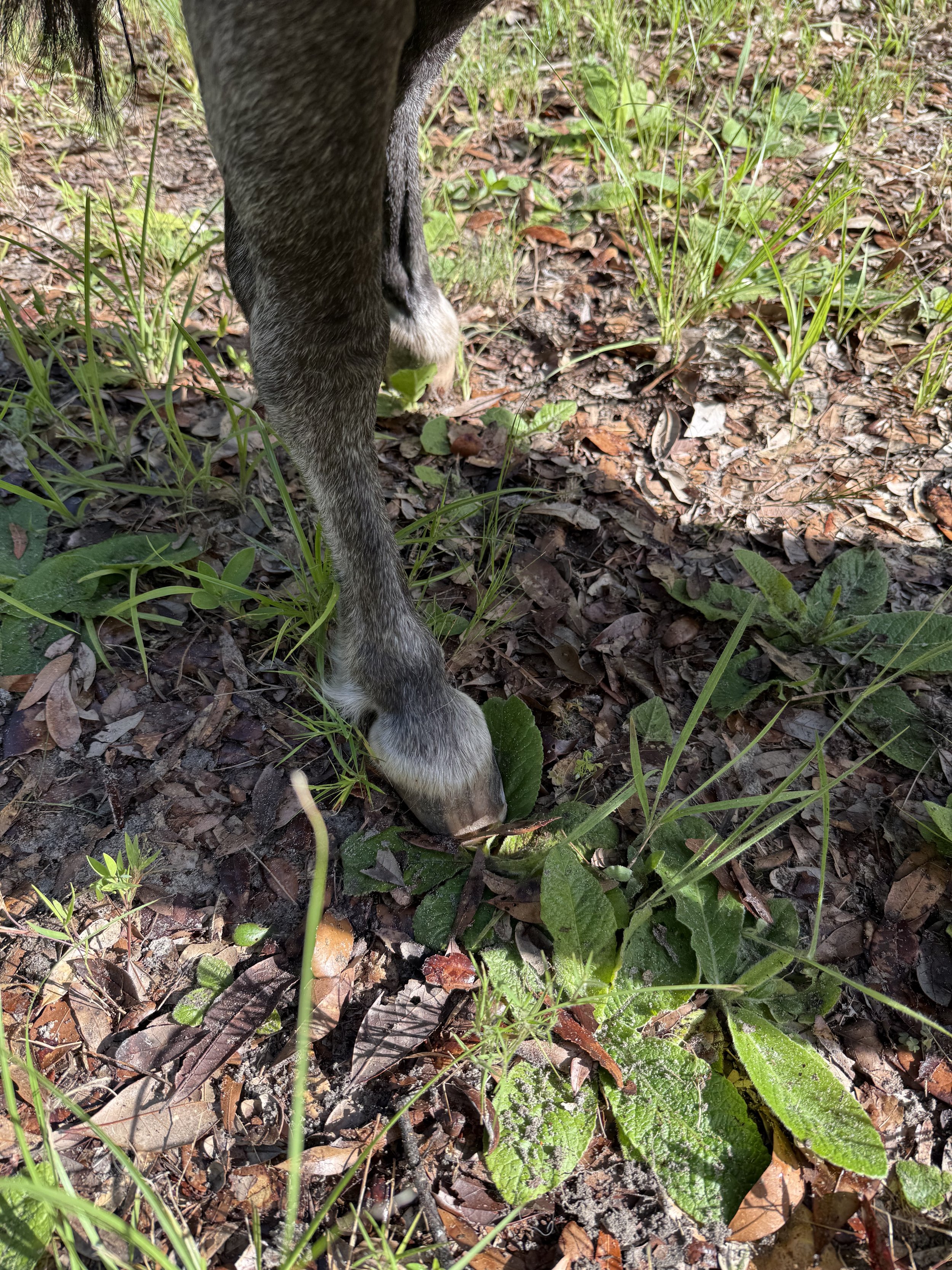 Close-up of a pony's hoof after corrective trimming with green plants and fallen leaves.