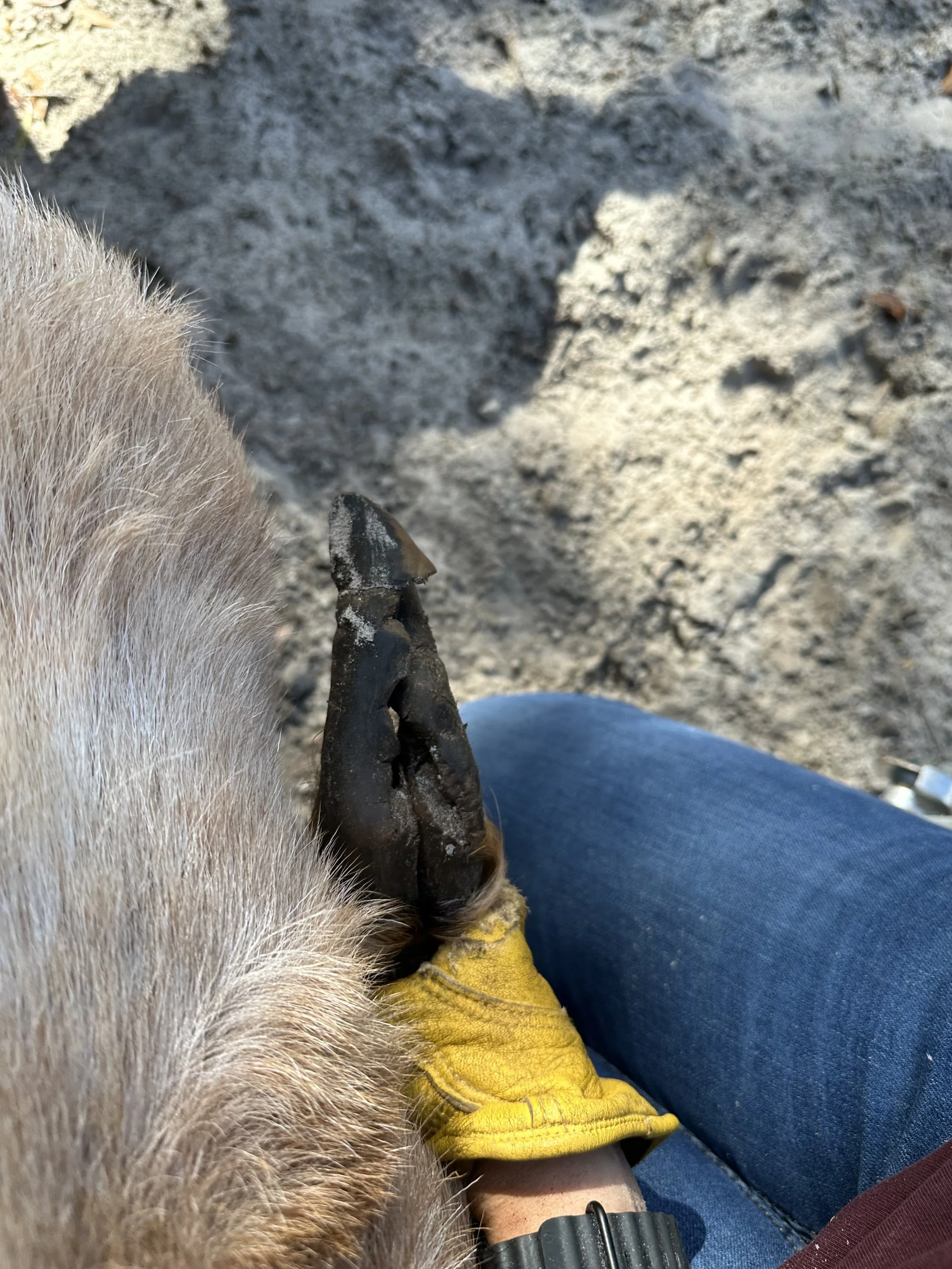 goat hoof before trim by happy herd services