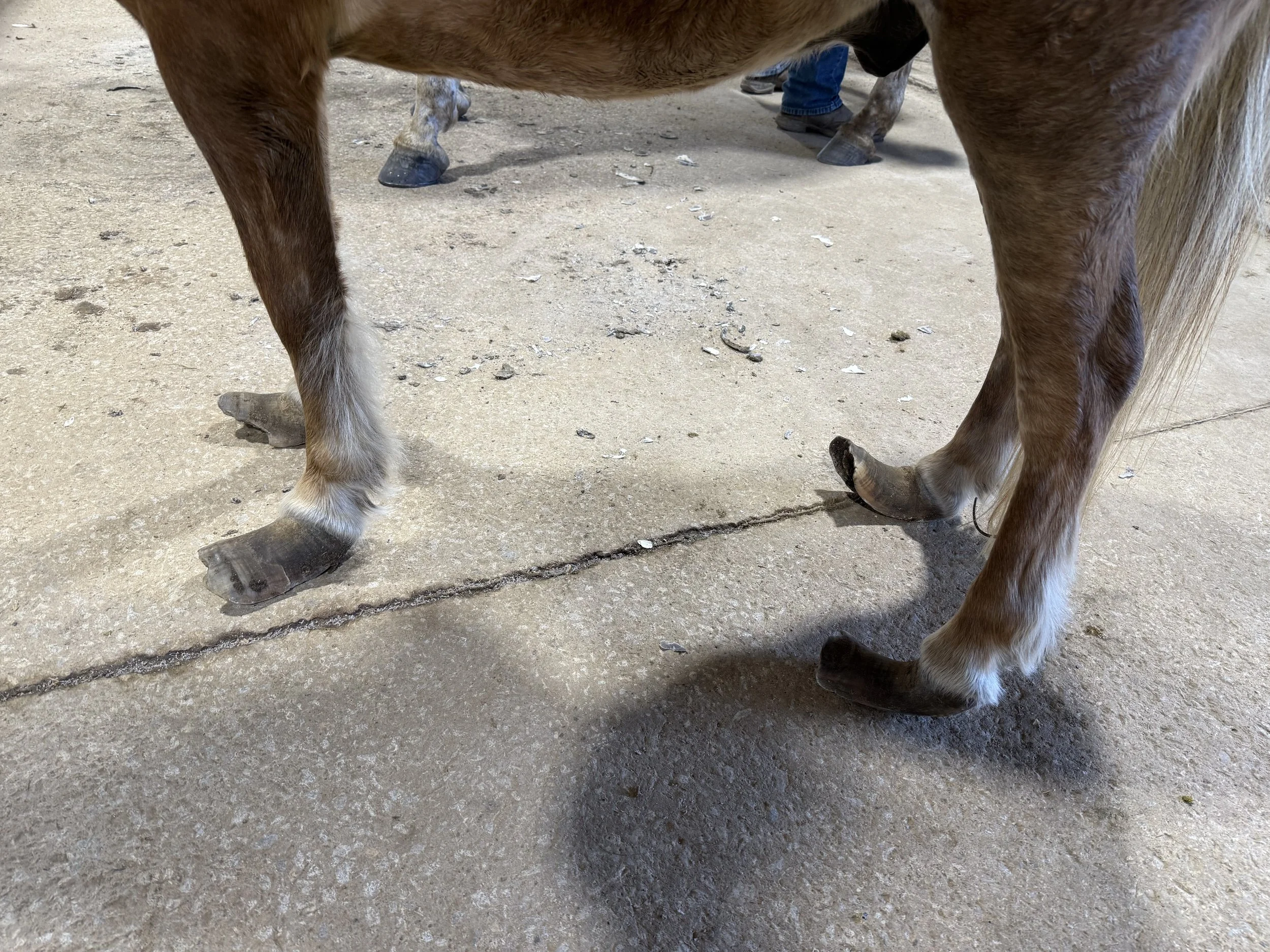 Close-up of a brown and white horse's legs and hooves standing on a concrete ground. Pony is foundered, extremely long hooves.