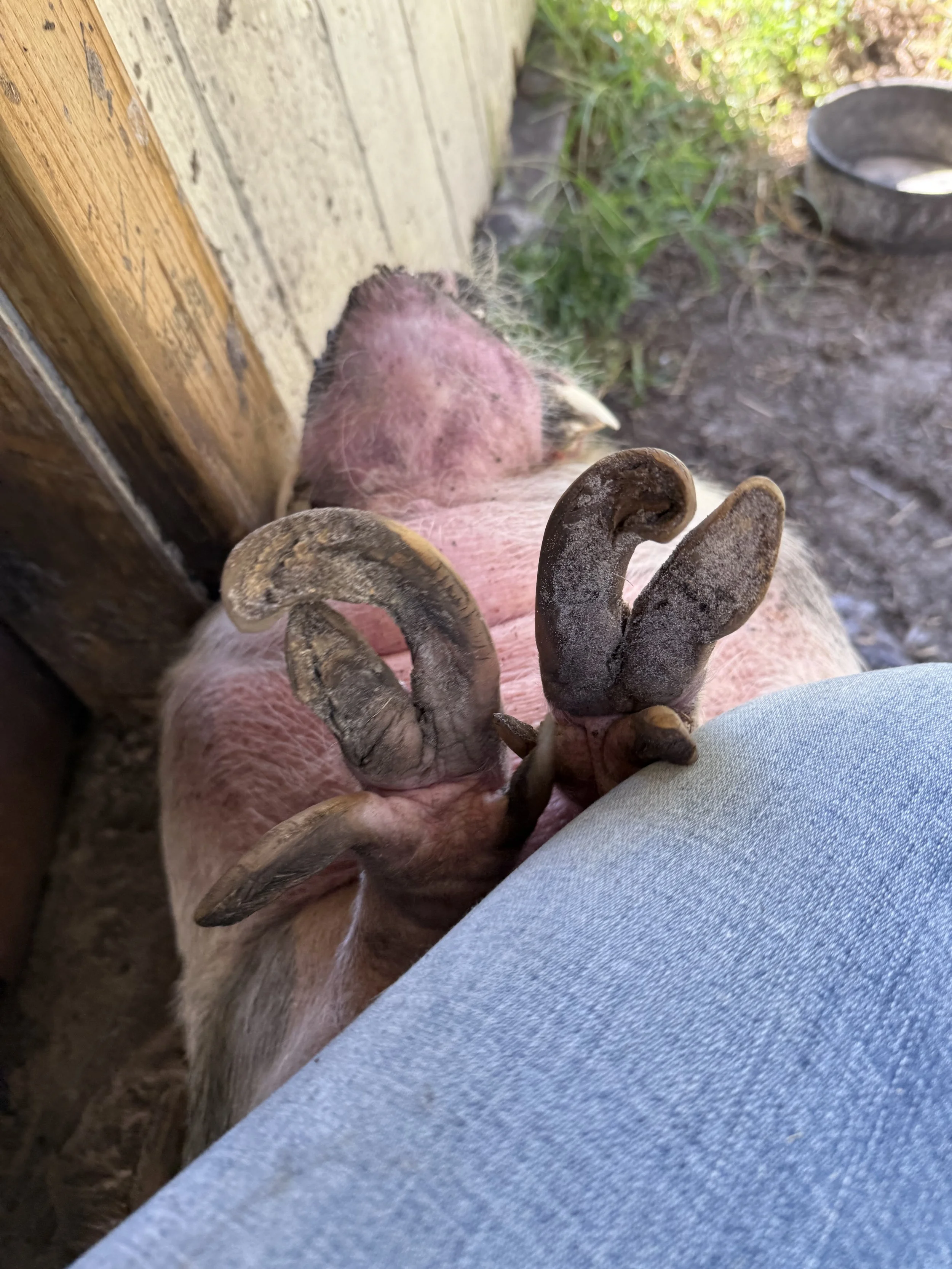 pig hoof before trim by happy herd services