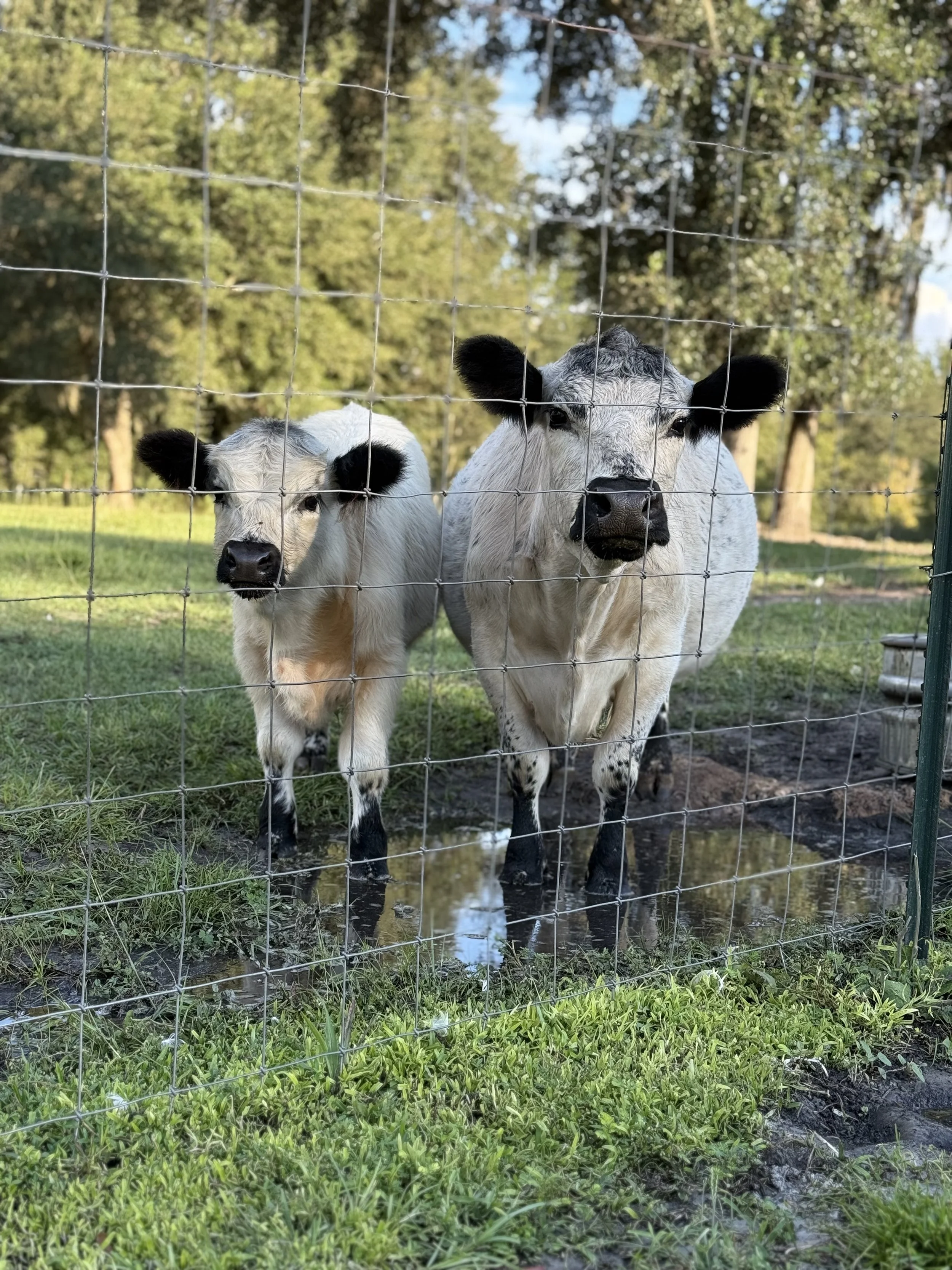 Happy Cows at Happy Herd Services, Szofia's farm