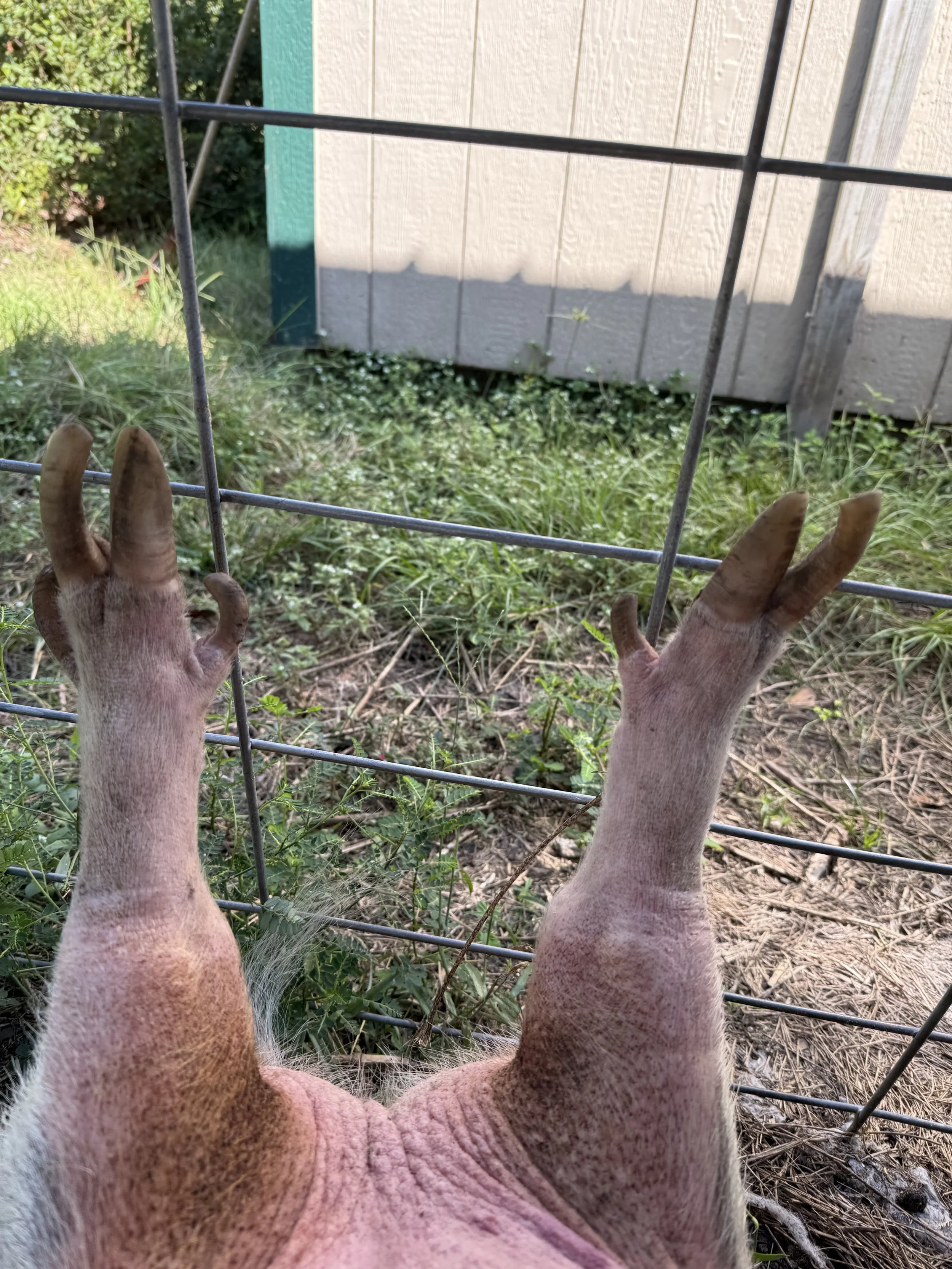 pig hoof before trim by happy herd services