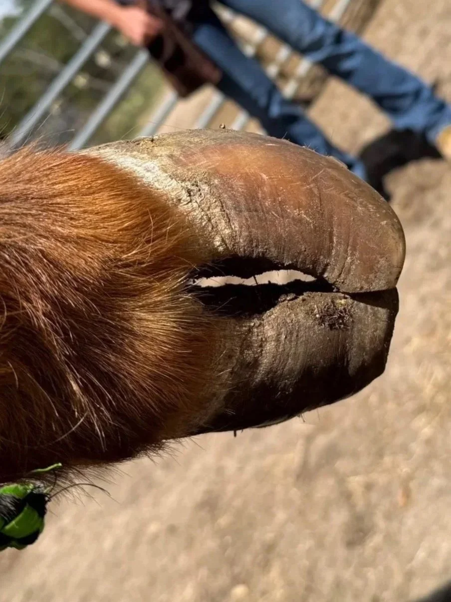 Close-up of a cow's hoof before trimming, top view