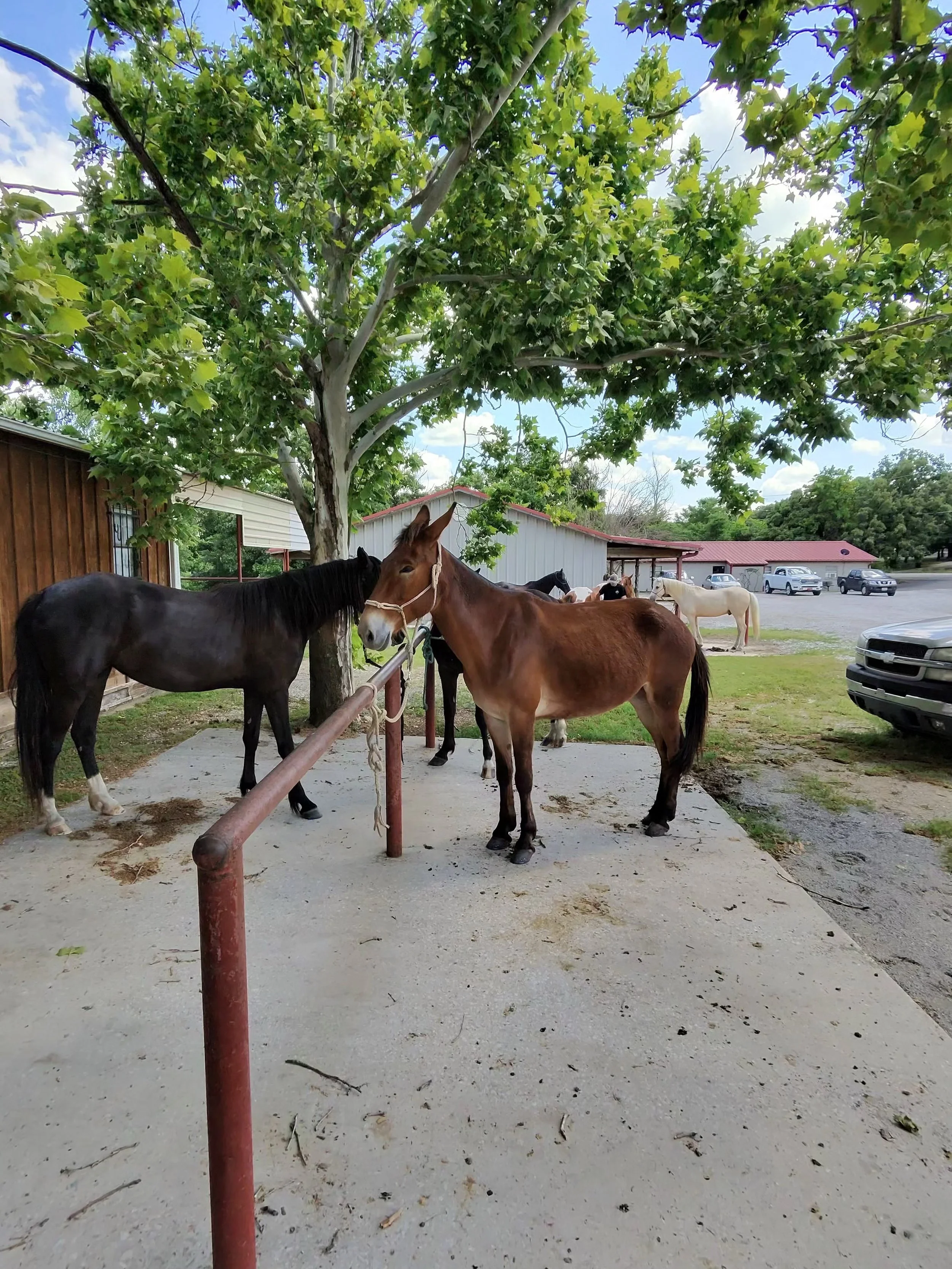Several mules standing under a large leafy tree in a rural area with buildings and parked cars in the background.