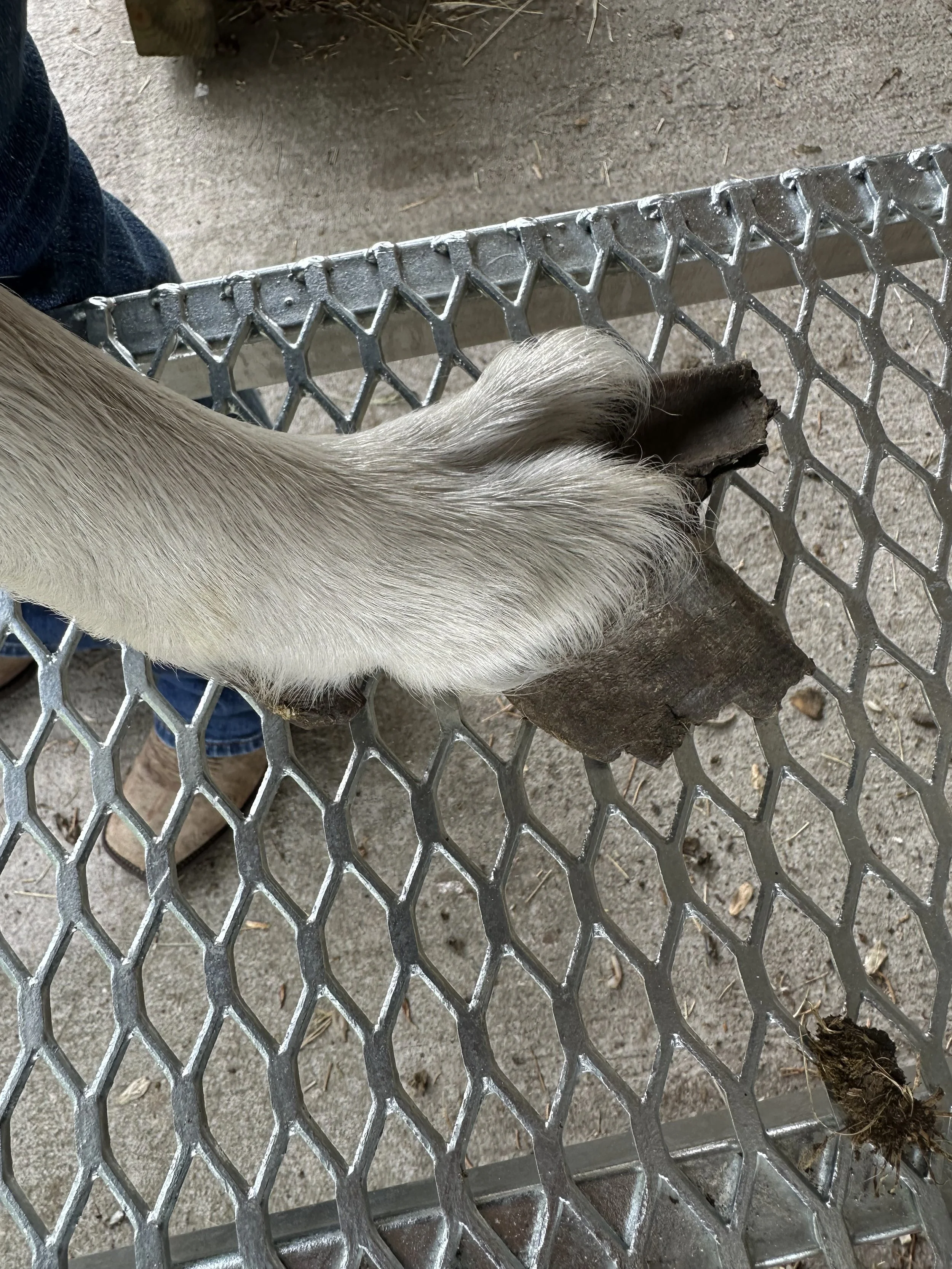 Boer goat's front leg and overgrown hoof, before trim by Happy Herd Services.