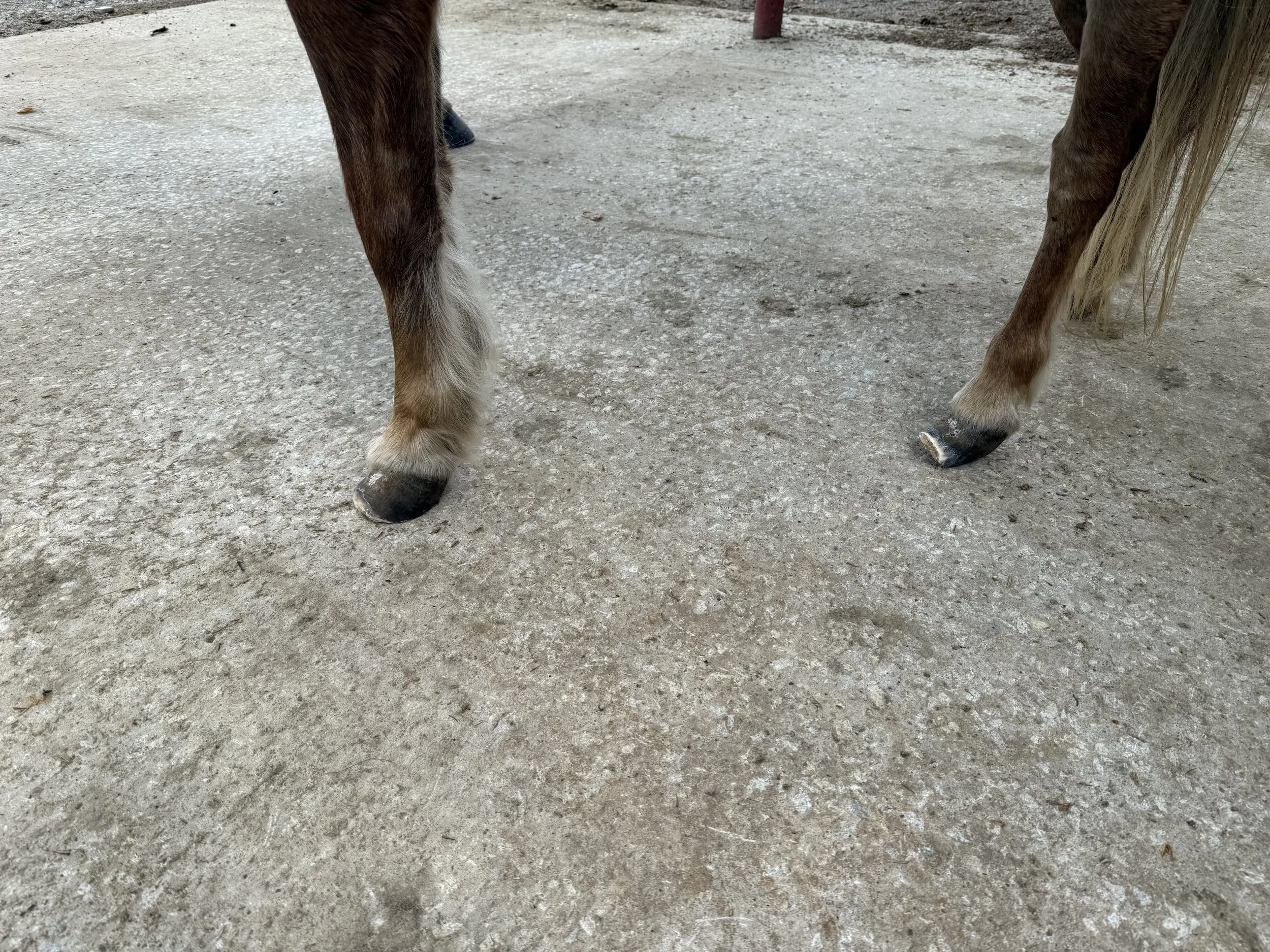 Close-up of horse's legs standing on a concrete surface. After trimming overgrown hooves