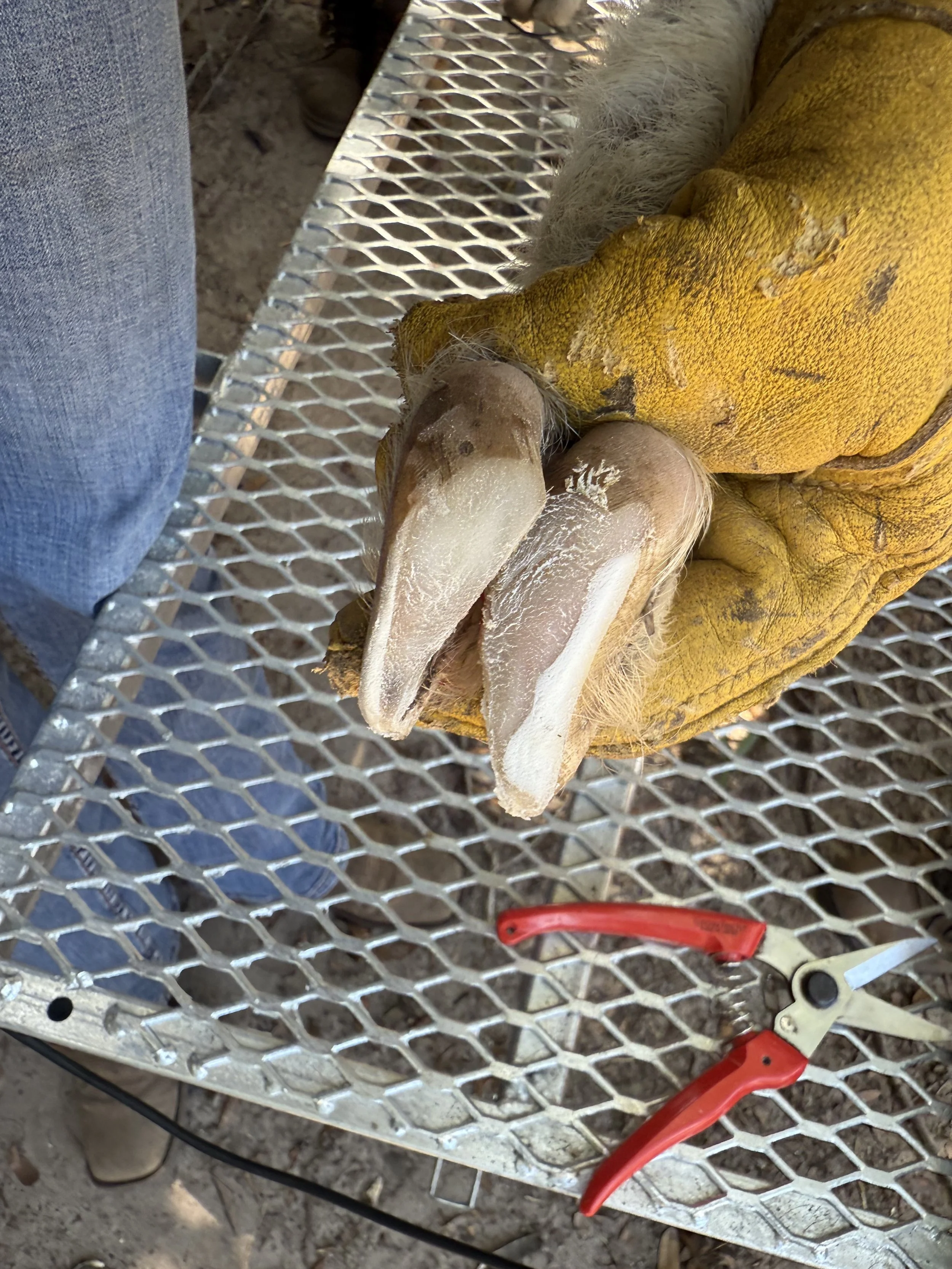 After photo by Happy Herd Services. Extreme overgrown hoof, corrected.