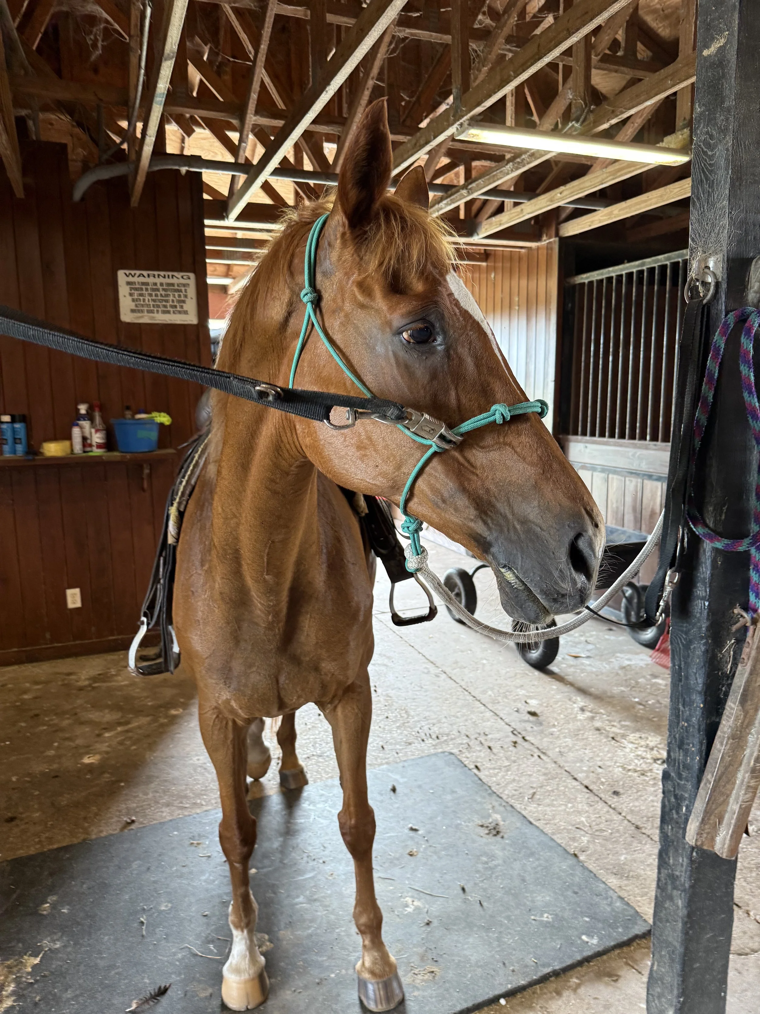 A young chestnut horse with a white blaze on its face stands inside a barn. Its ears are pricked and it is wearing a teal halter. The barn has wooden walls and an open ceiling with exposed beams and pipes. Various supplies are on a shelf in the background.