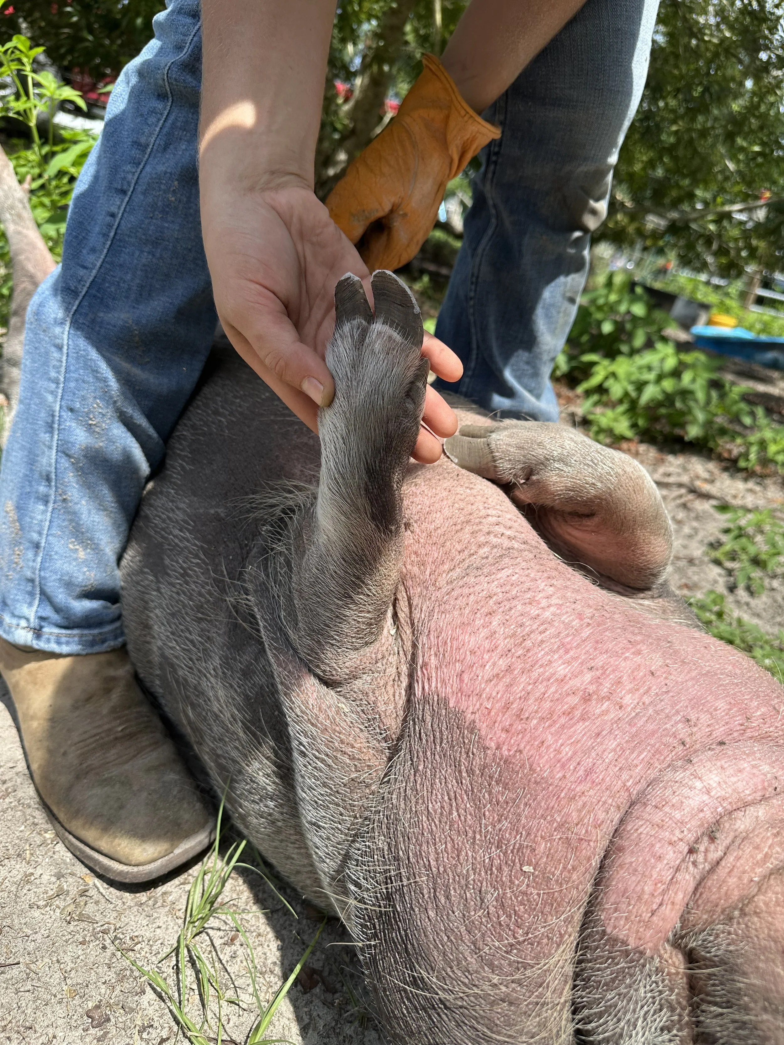 Pig hoof after trim by Happy Herd Services