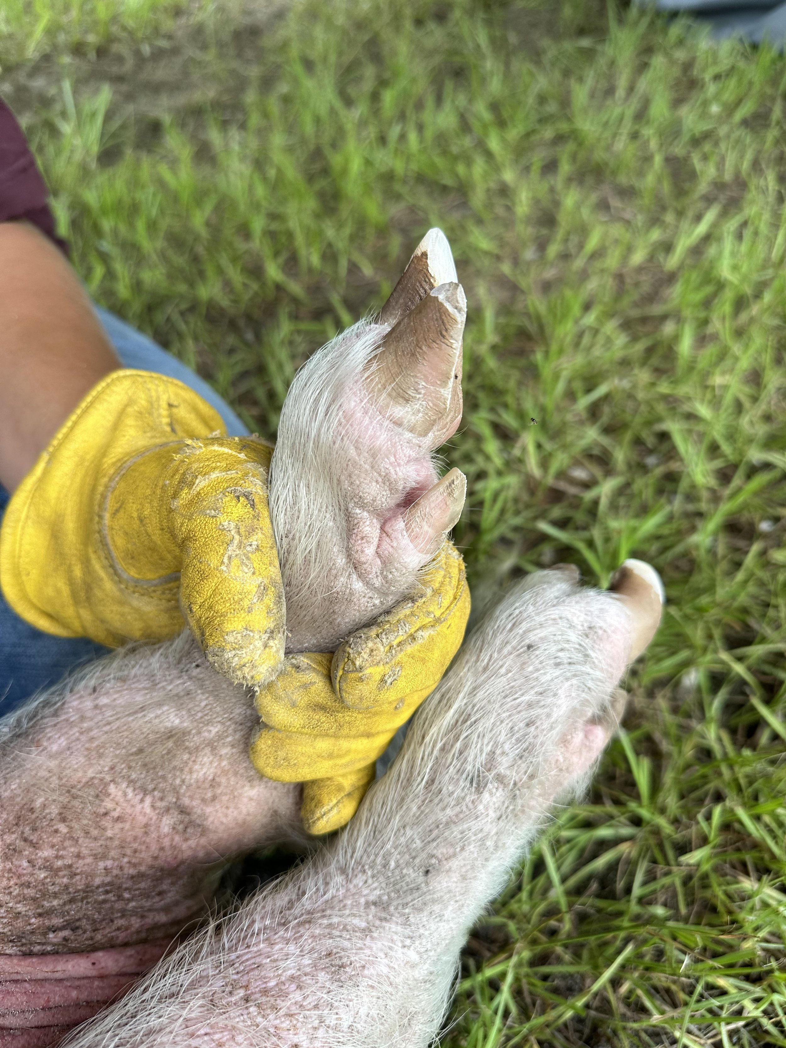 after pig hoof trim by happy herd services