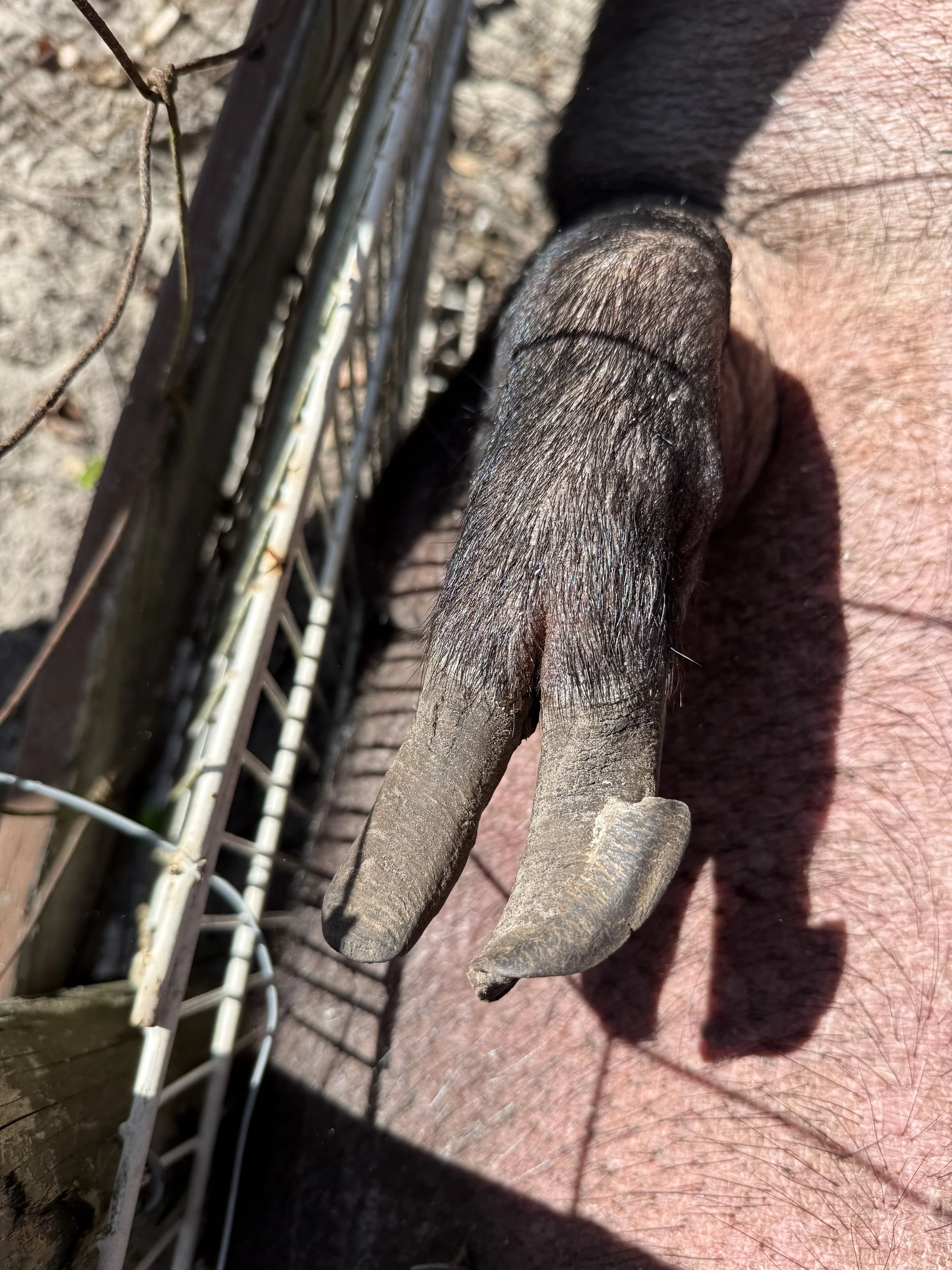 Close-up of a broken hoof on a mini pig, with a metal fence and dirt ground in the background, shadow cast on the ground.