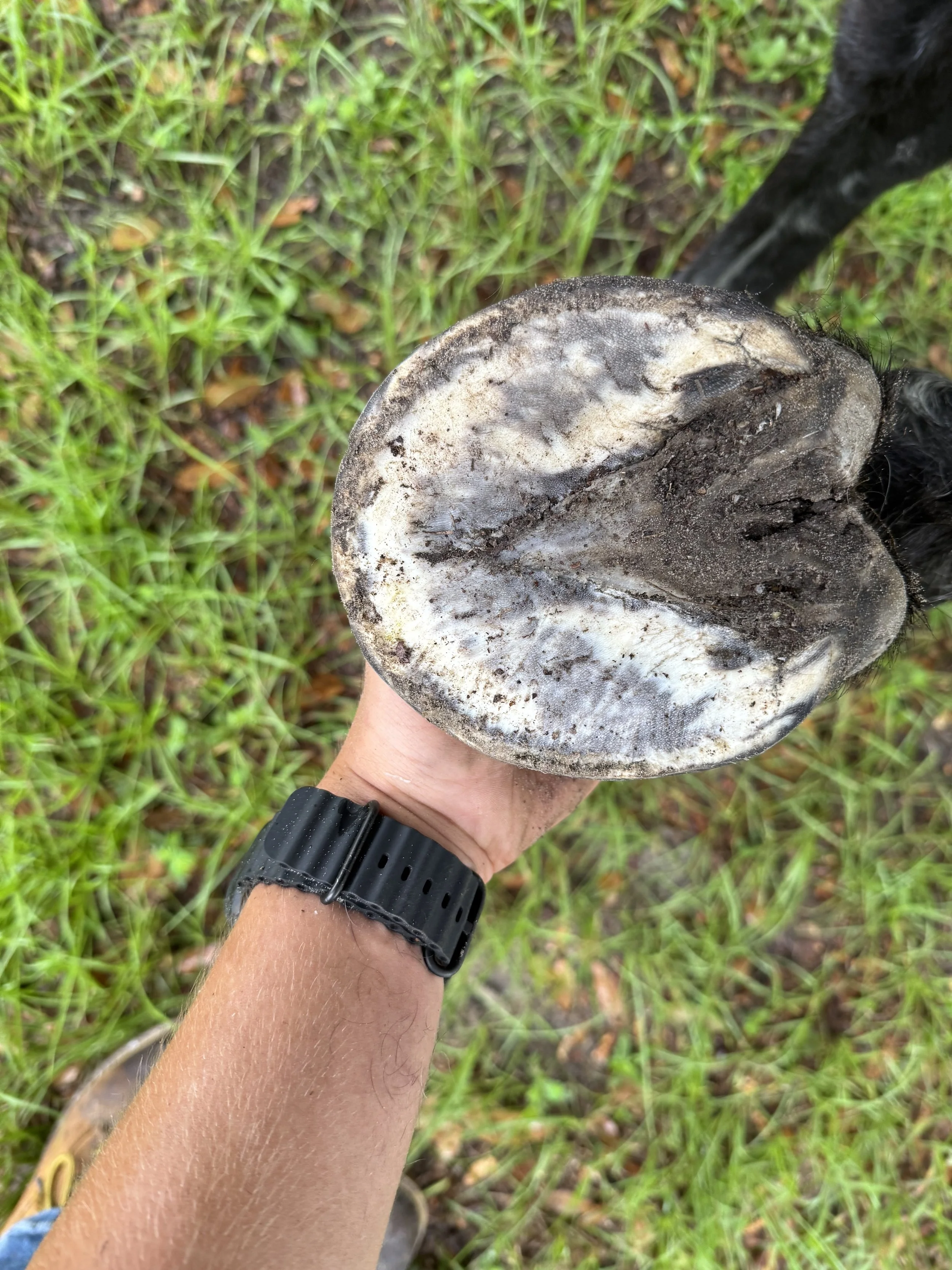 Horse hoof after trim