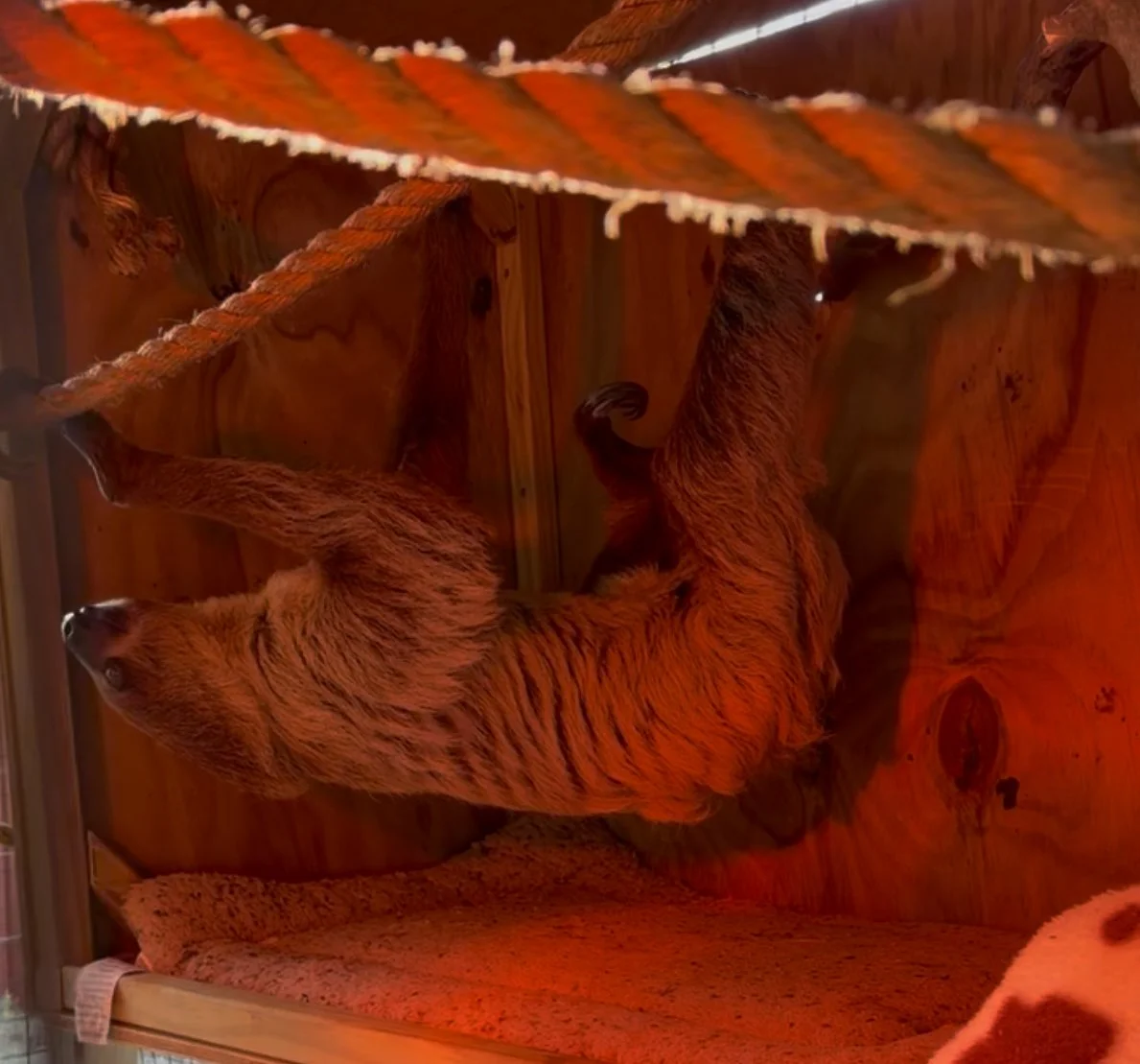 Sloth hanging from rope in a heated boc