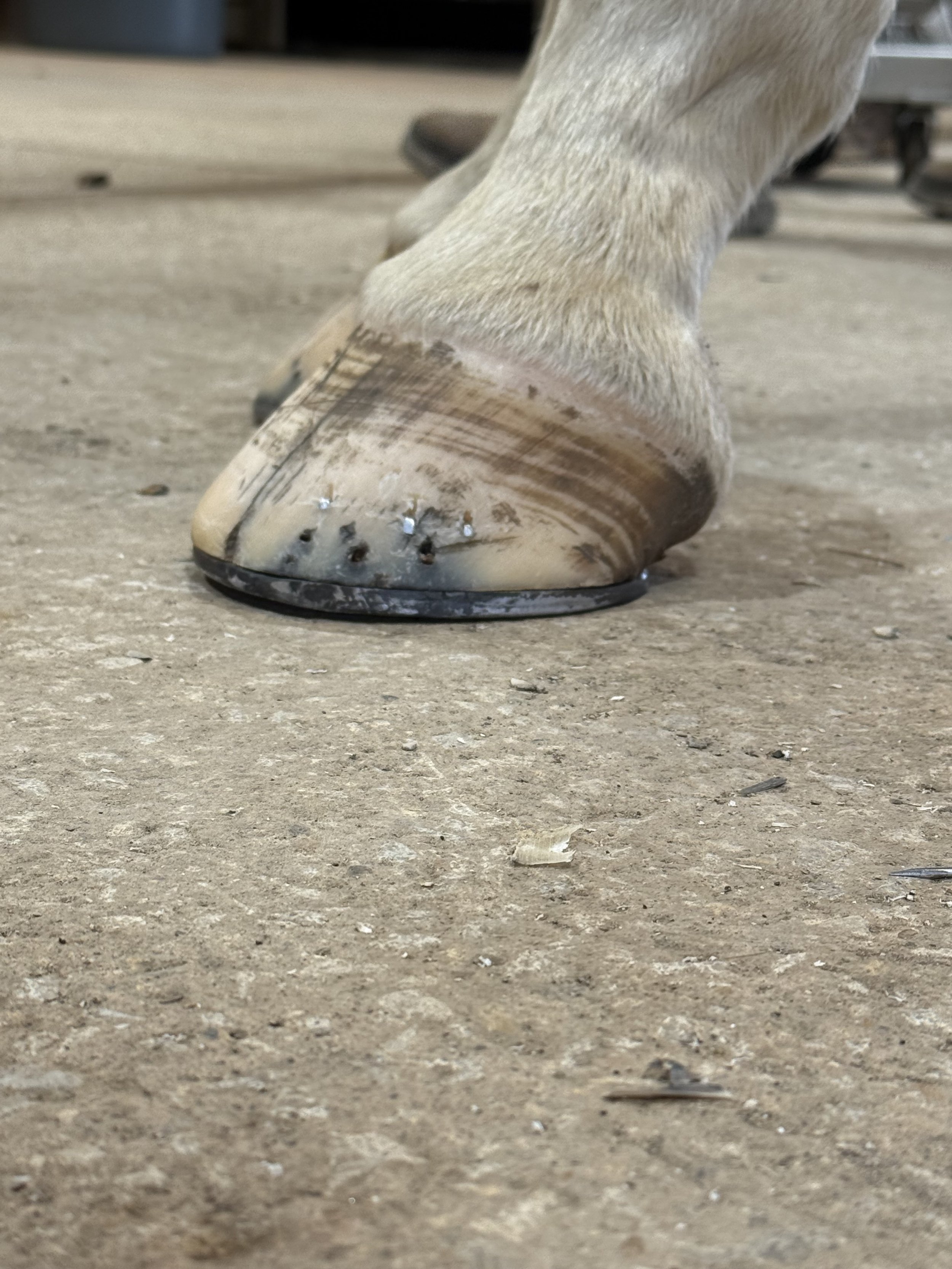 Close-up of a horse's hoof on concrete ground