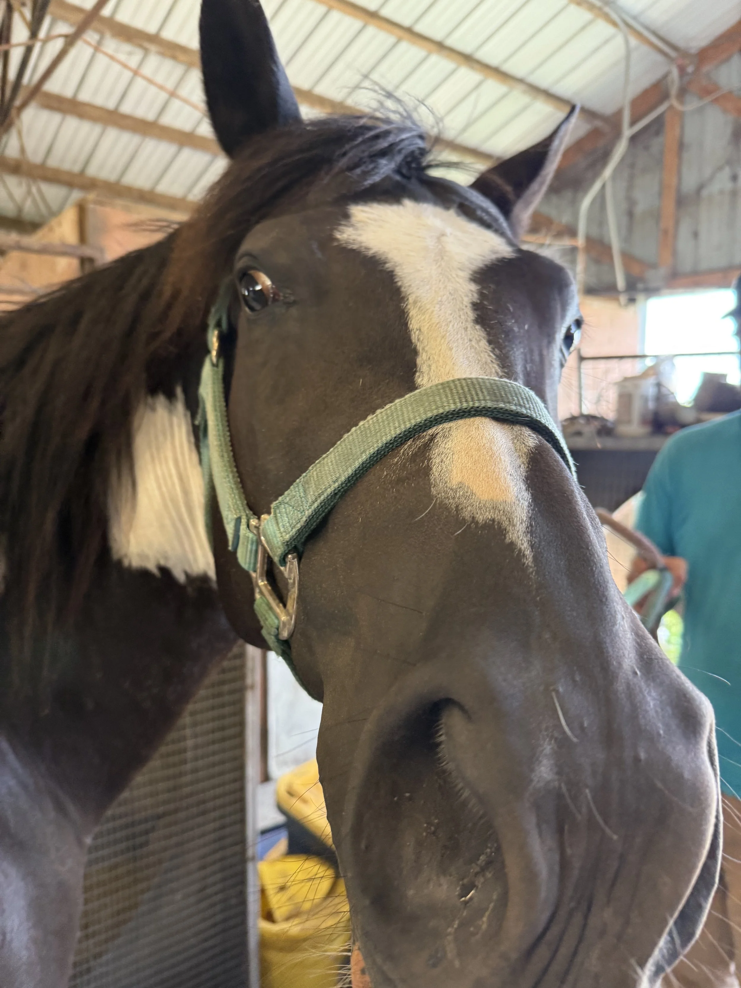Close-up of a brown horse with a light stripe on its face inside a barn, showing part of its head and neck, with a green halter around its head.