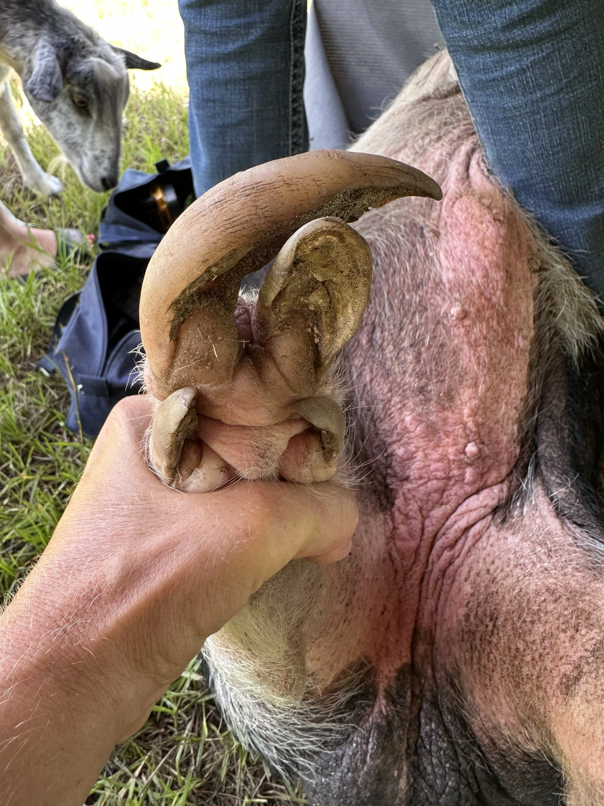 pig hoof before trim by happy herd services