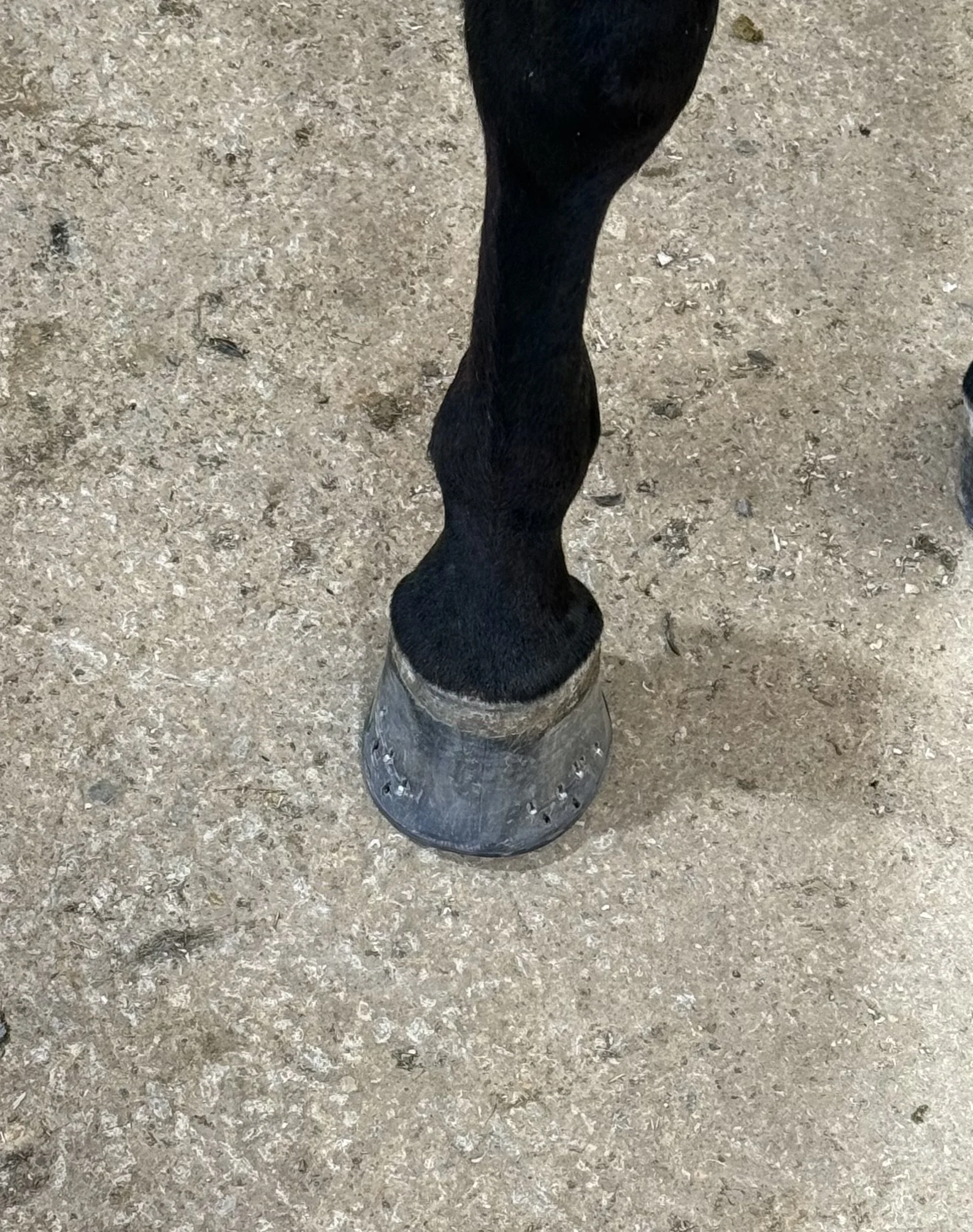 Close-up of a black hors standing on textured concrete ground, with part of its leg and shod hoof visible.