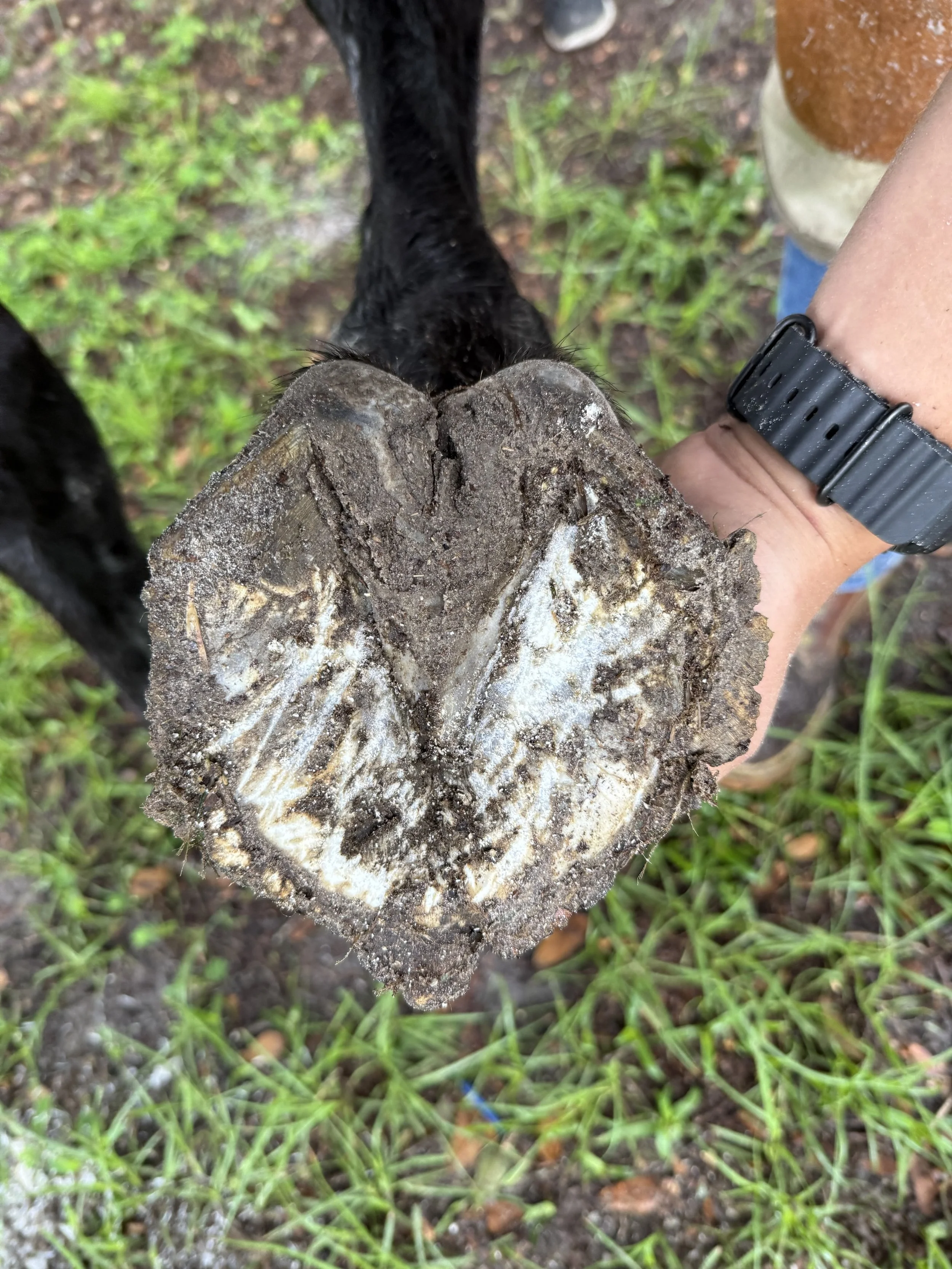 Horse hoof overdue for a trim
