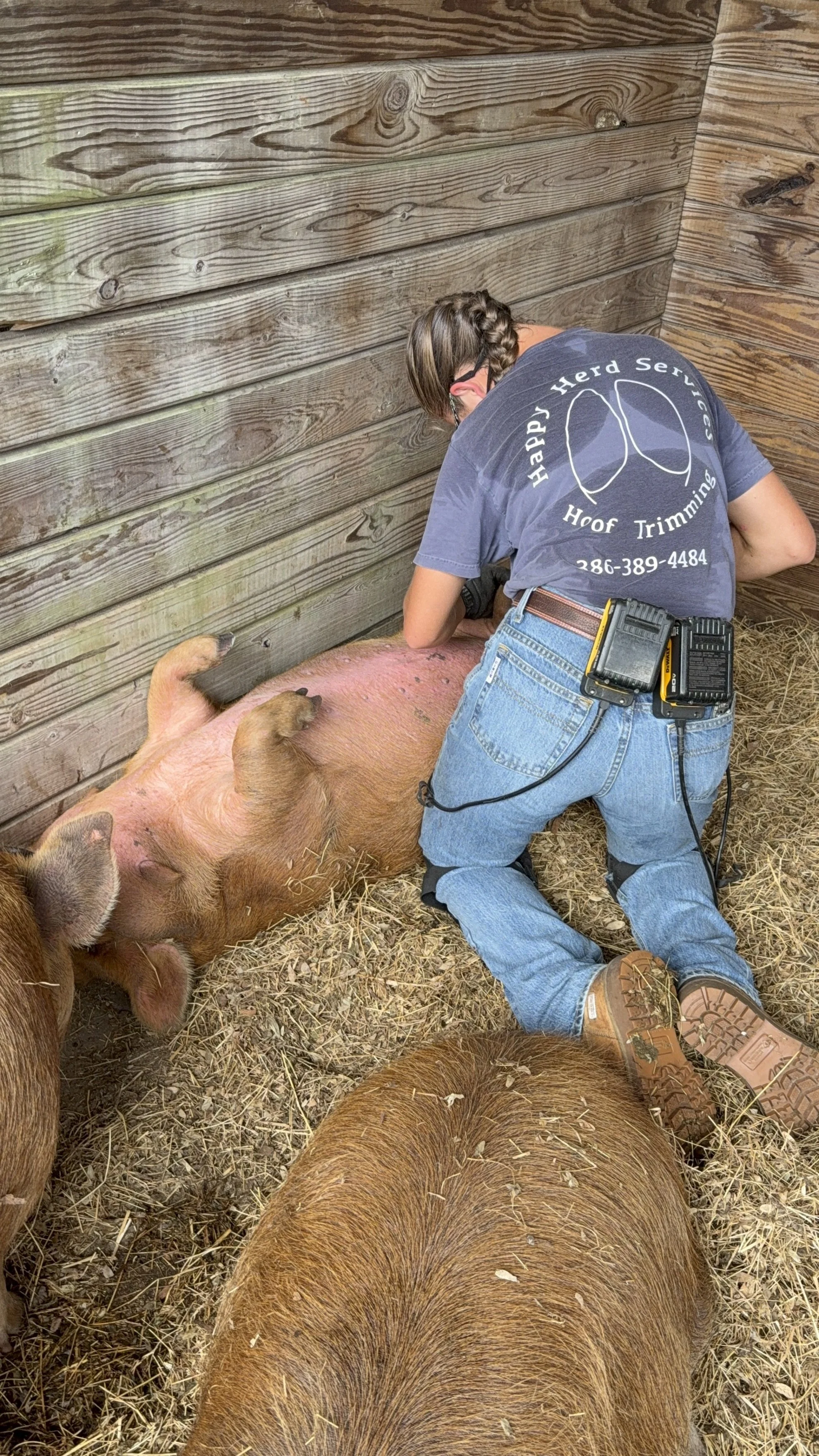 A person kneeling on the ground grooming a pig in a barn or pen with wooden walls and straw-covered floor.
