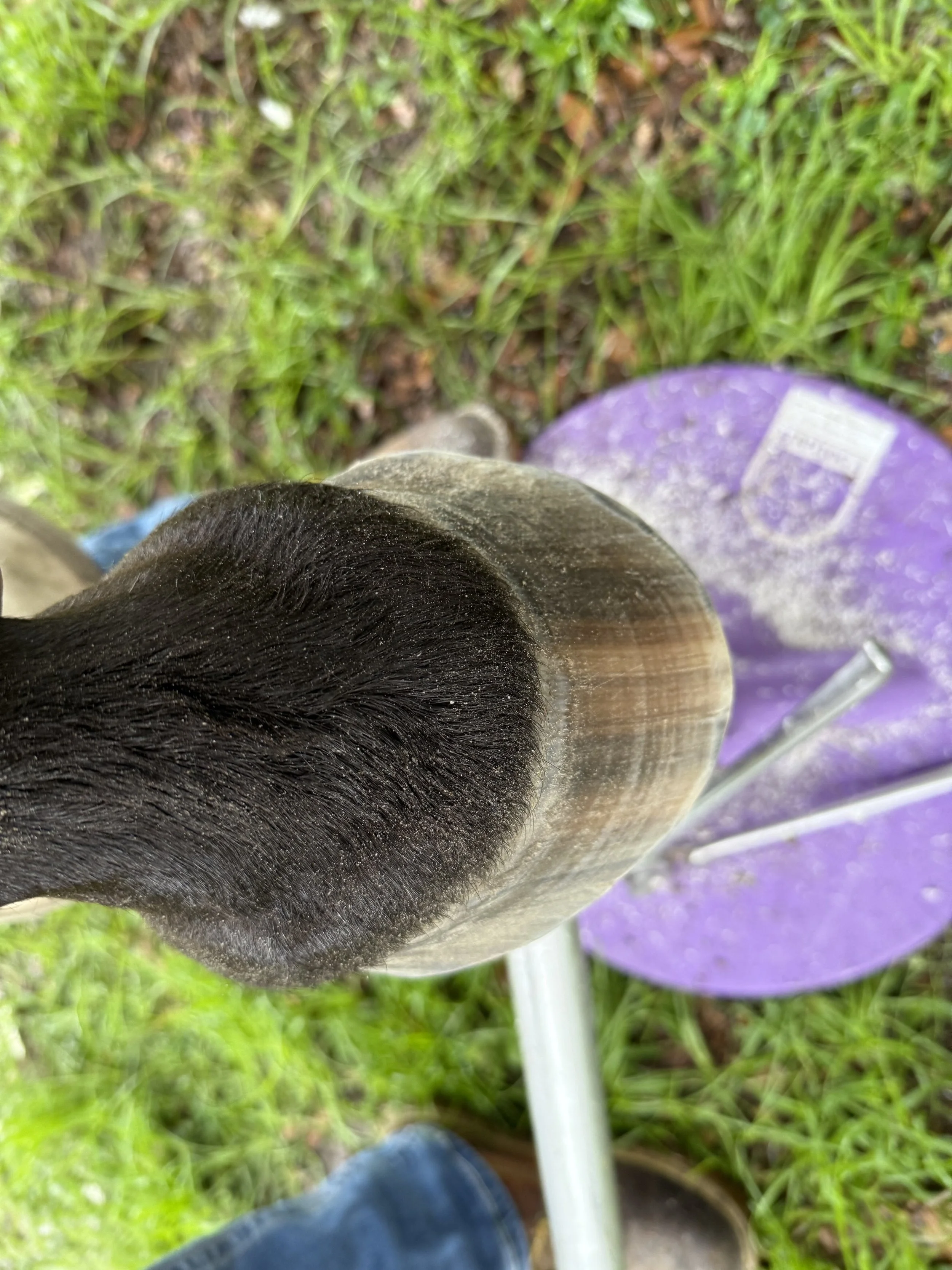 horse hoof top-view after trim