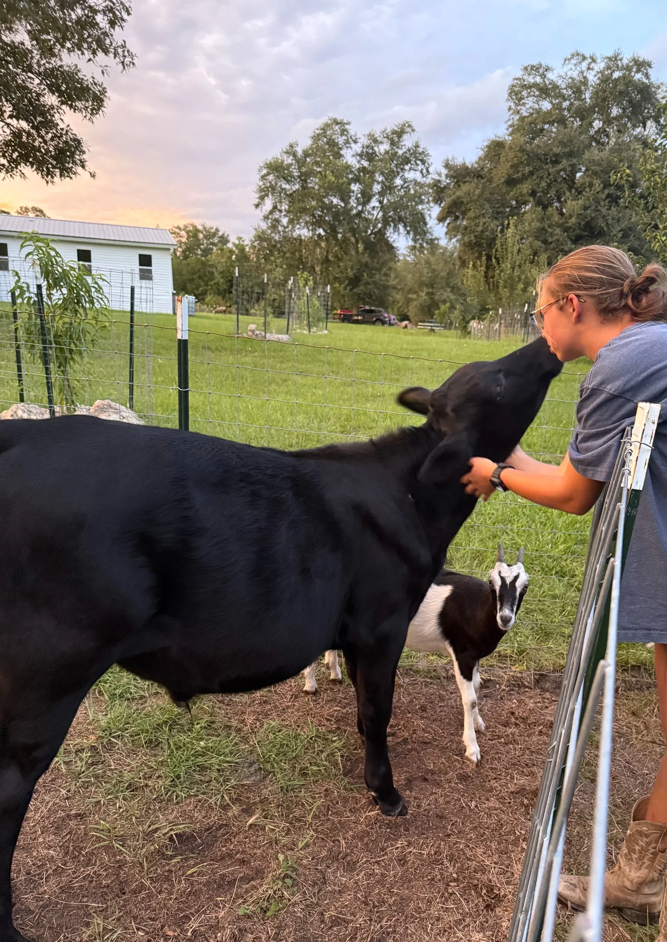 A woman interacts with a black calf and a small white and black goat in a fenced animal enclosure during sunset, with trees.