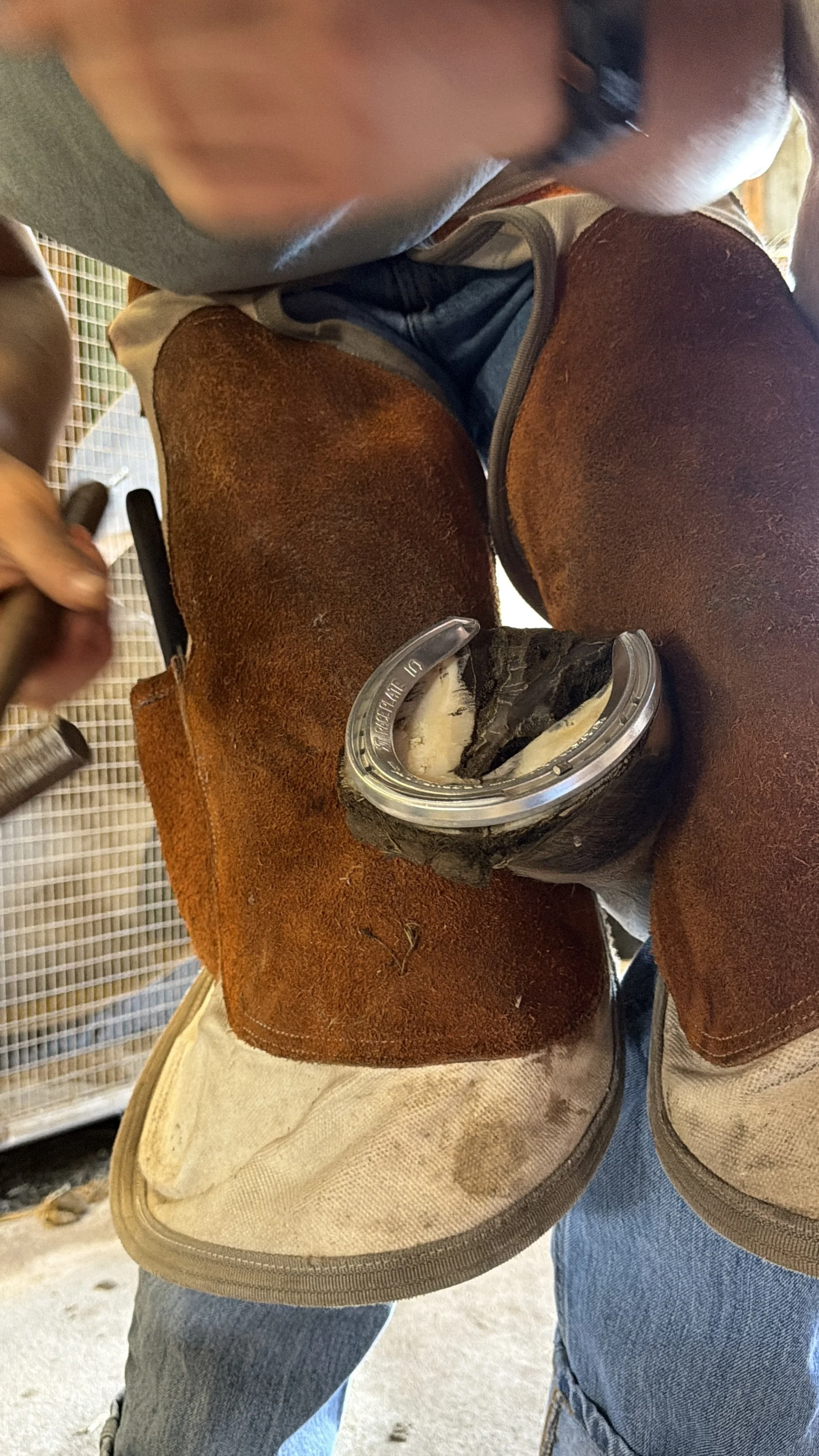 horse hoof with cold shoe