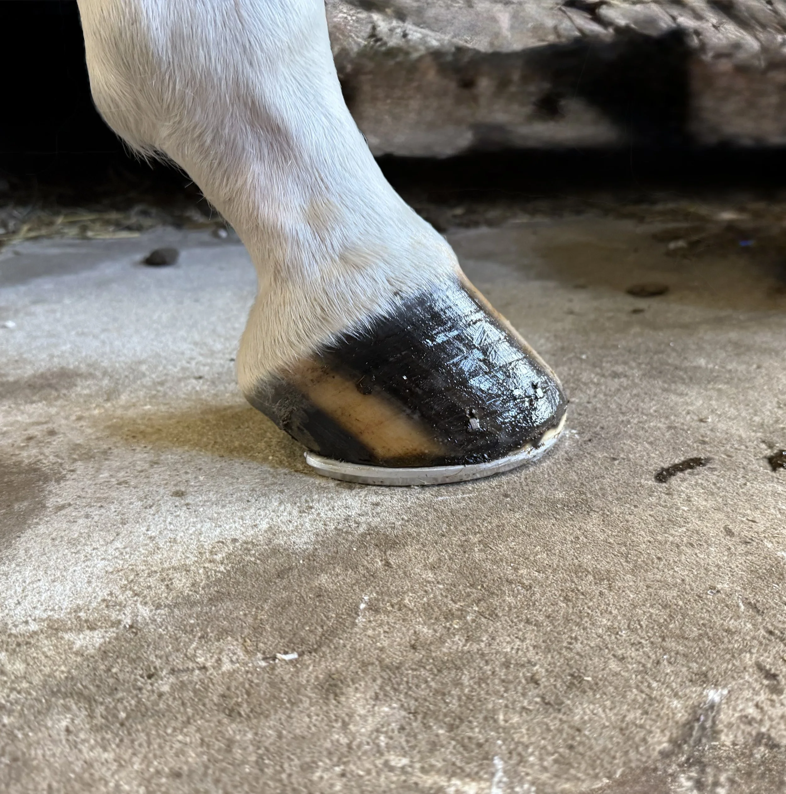 shod horse hoof