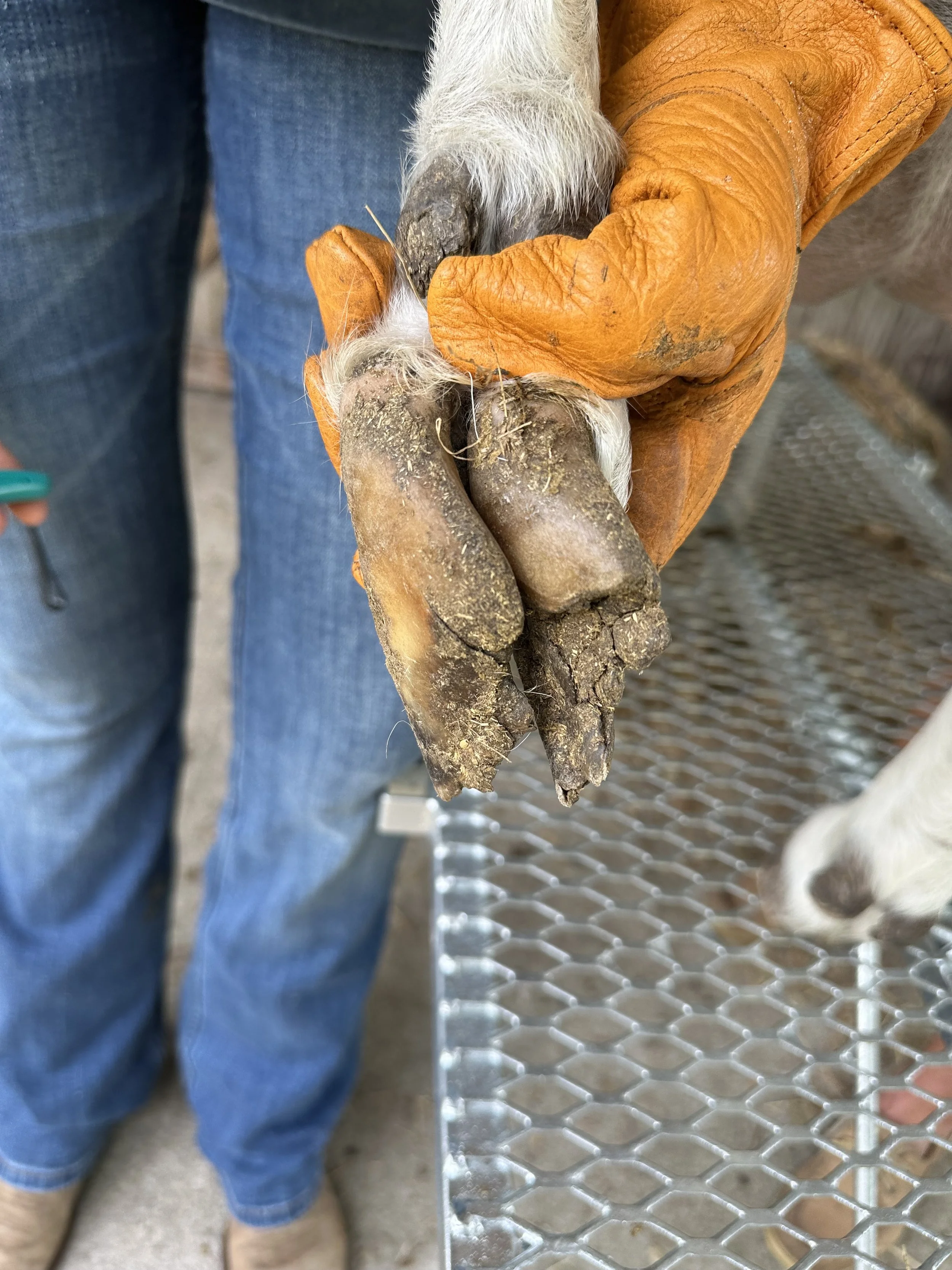 goat hoof before trim by happy herd services