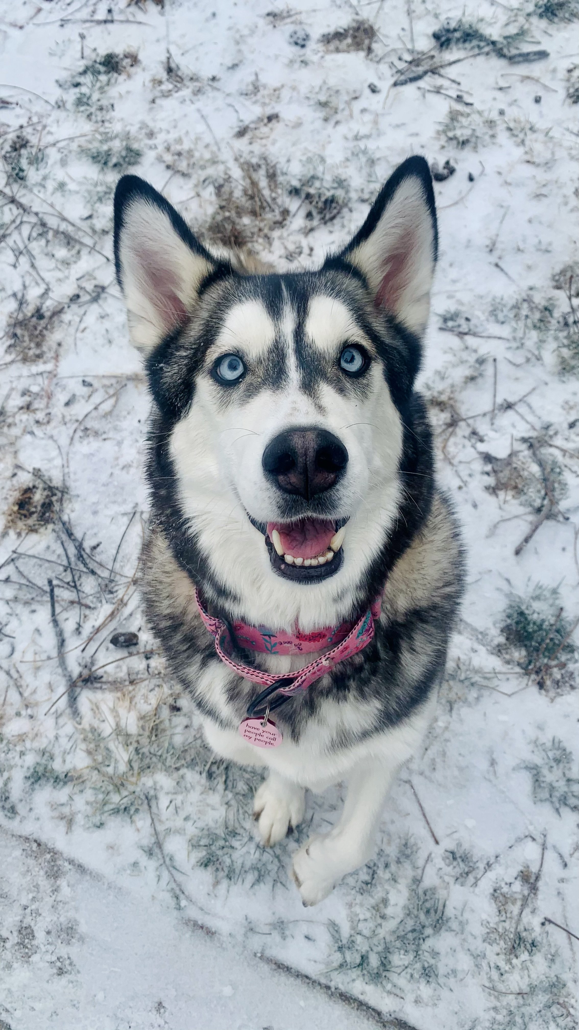 A smiling Siberian Husky with blue eyes sitting on snow outdoors.