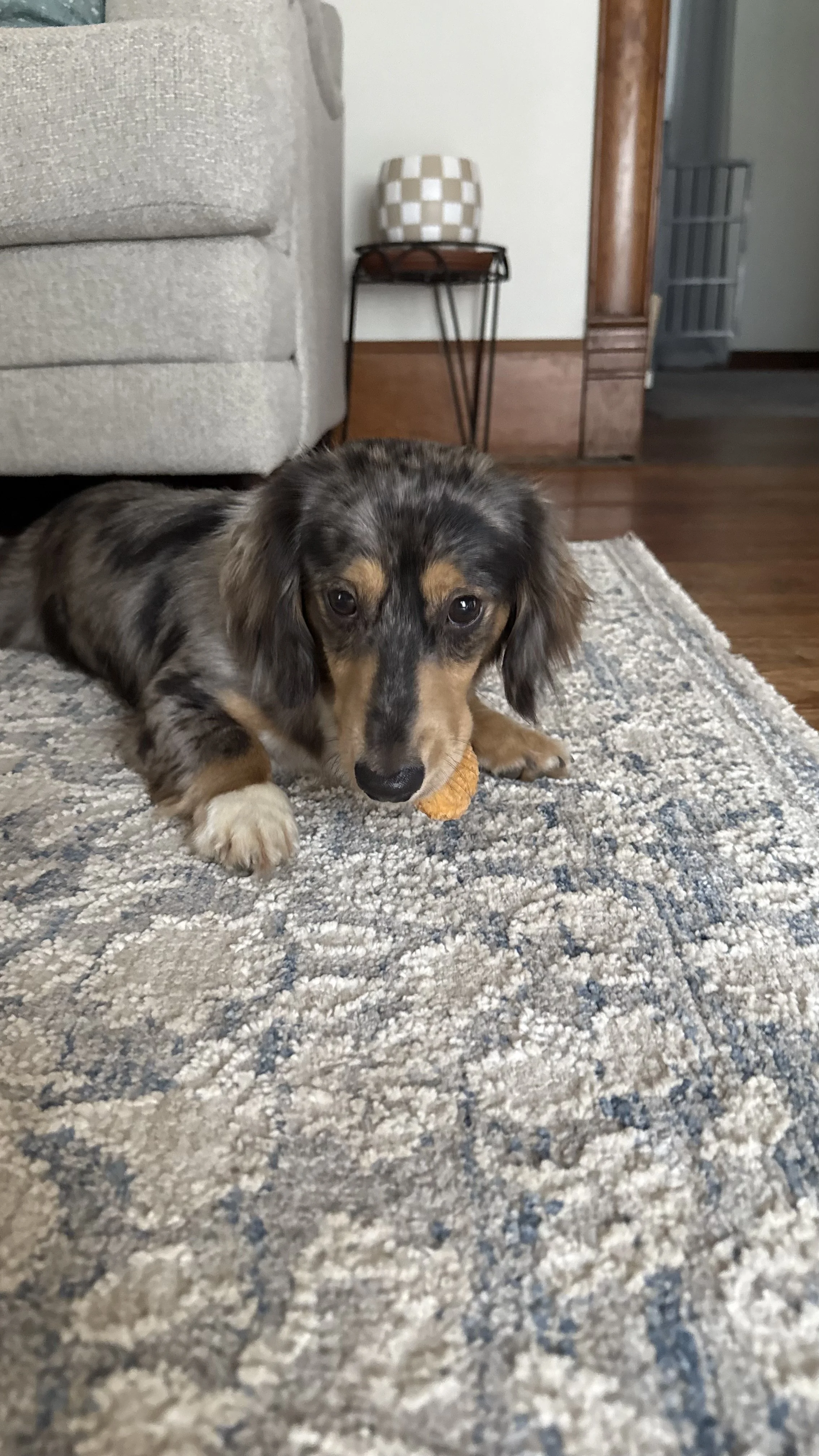 A cute dachshund puppy lying on a patterned rug holding a chew toy in its mouth inside a living room.