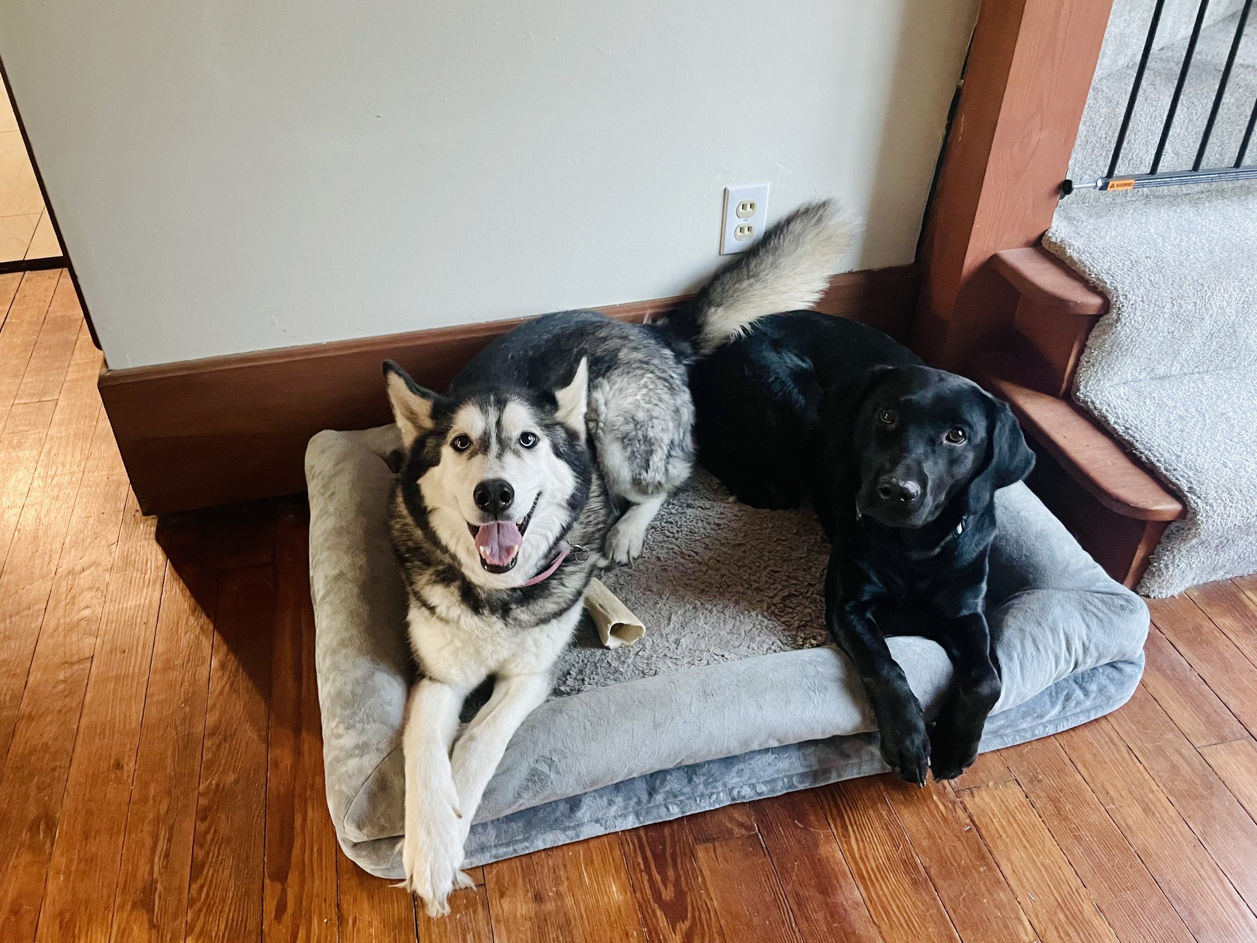 Two dogs sitting on a dog bed in a home interior, with one looking happy and the other looking curious.