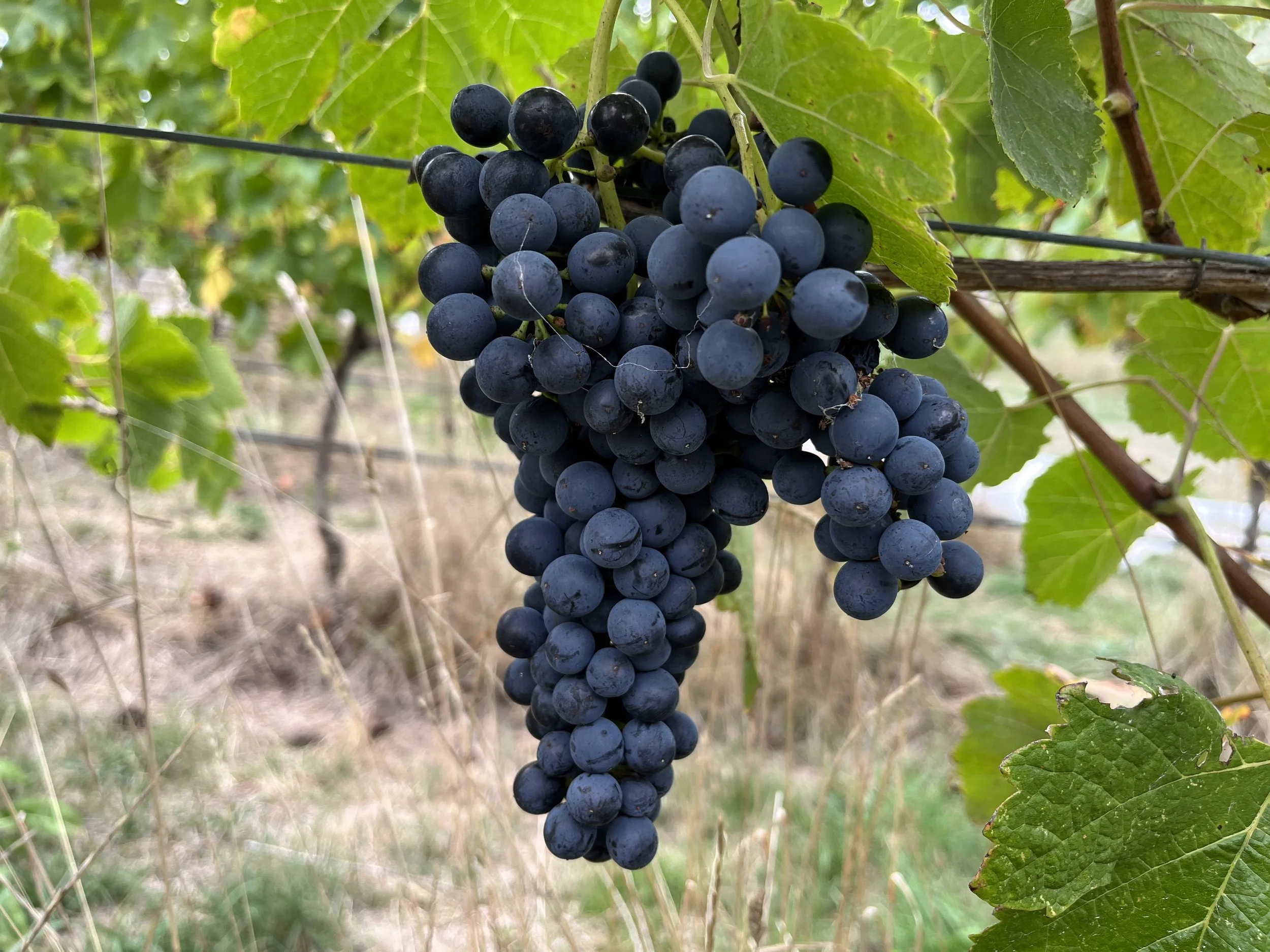 Bunch of ripe black grapes hanging from a vine with green leaves around.