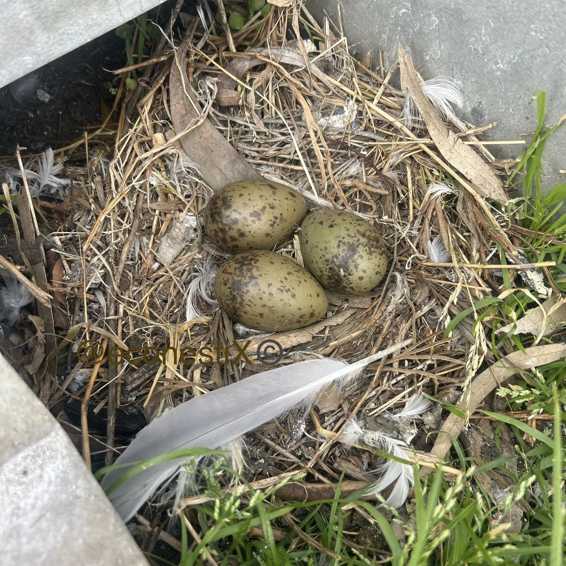 A bird's nest with three speckled eggs surrounded by twigs, feathers, and grass, located on the ground near a concrete surface.