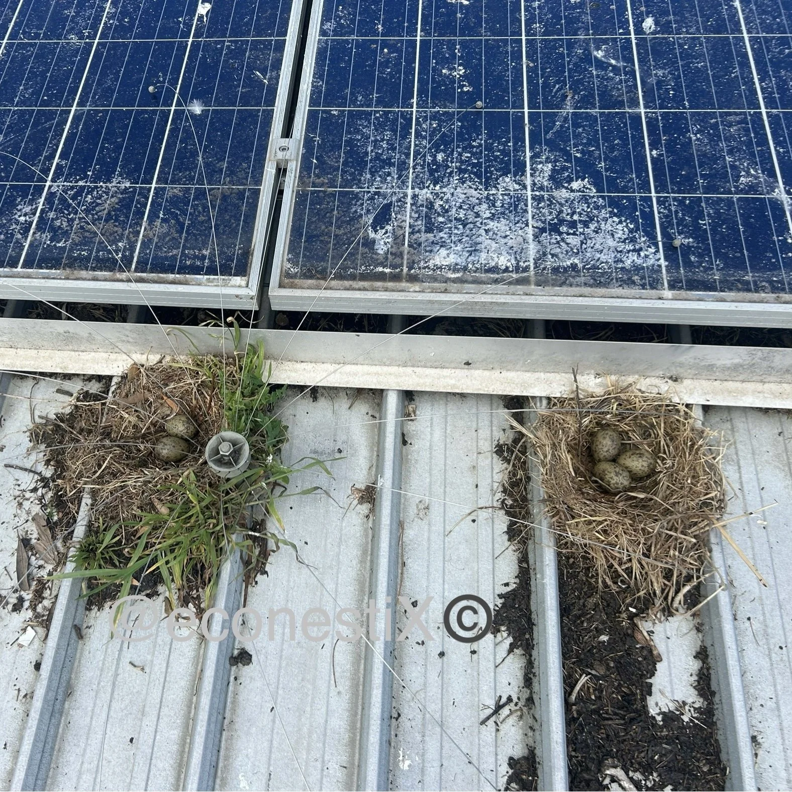 Birds love to nest against solar installations, their nests can wash away with heavy rain and block gutters causing flood events