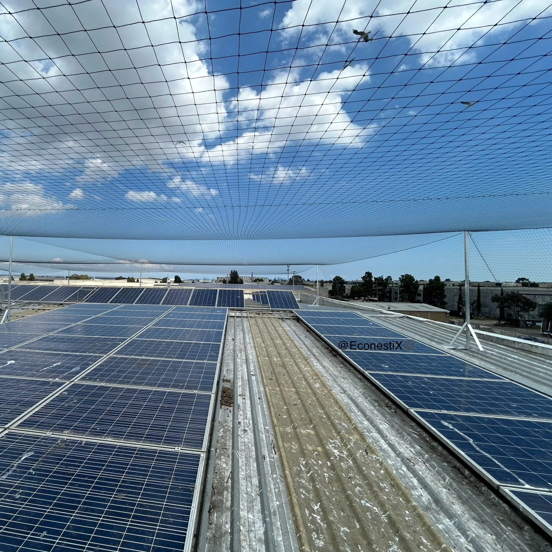 Bird proof netting elevated 2m on aluminium posts and stailess steel cables cover a large commercial rooftop solar array keeping pest birds from nesting under panels. Roof will require proffessional cleaning and sanitising to remove bird droppings