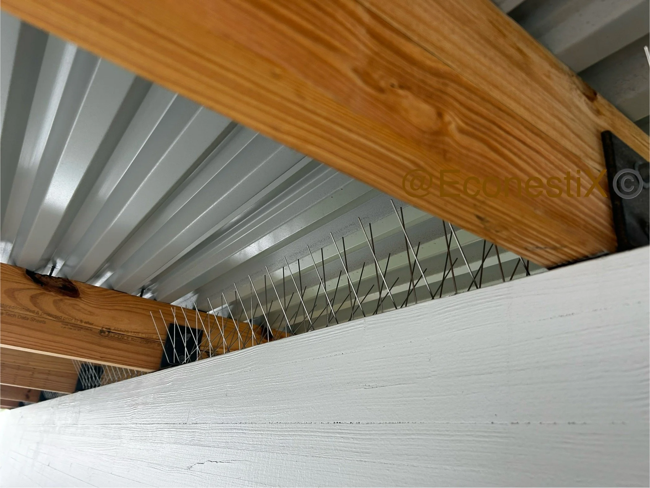 Bird spike in timber rafters.jpeg